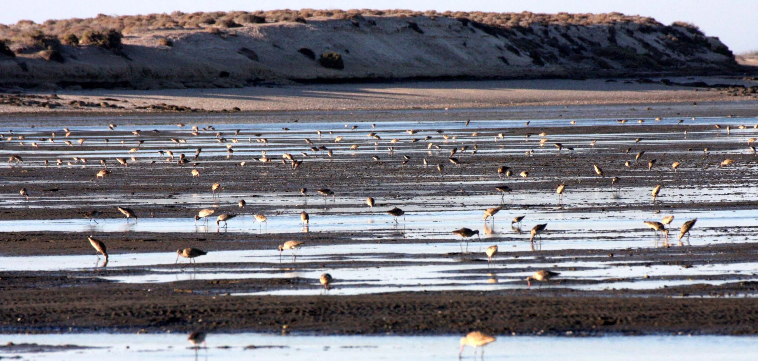 SAN IGNACIO LAGOON BAJA MEXICO - BIRDS IN LAGOON.JPG