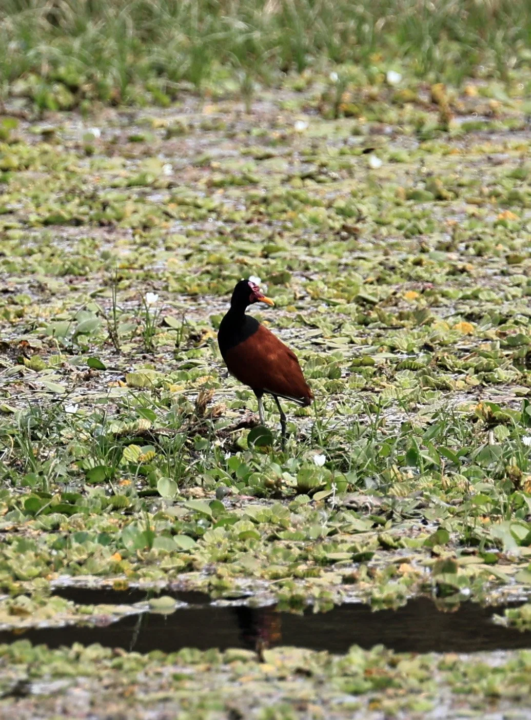 Wattled Jacana (Jacana jacana) Agua Dulce Paraguay (1).jpg