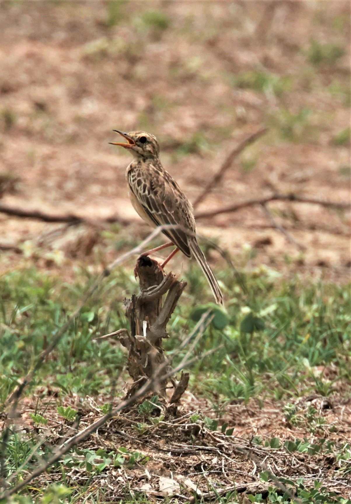 Paddyfield Pipit (Anthus rufulus) PHU PLU SCRUBLANDS PETBURI (2).jpg