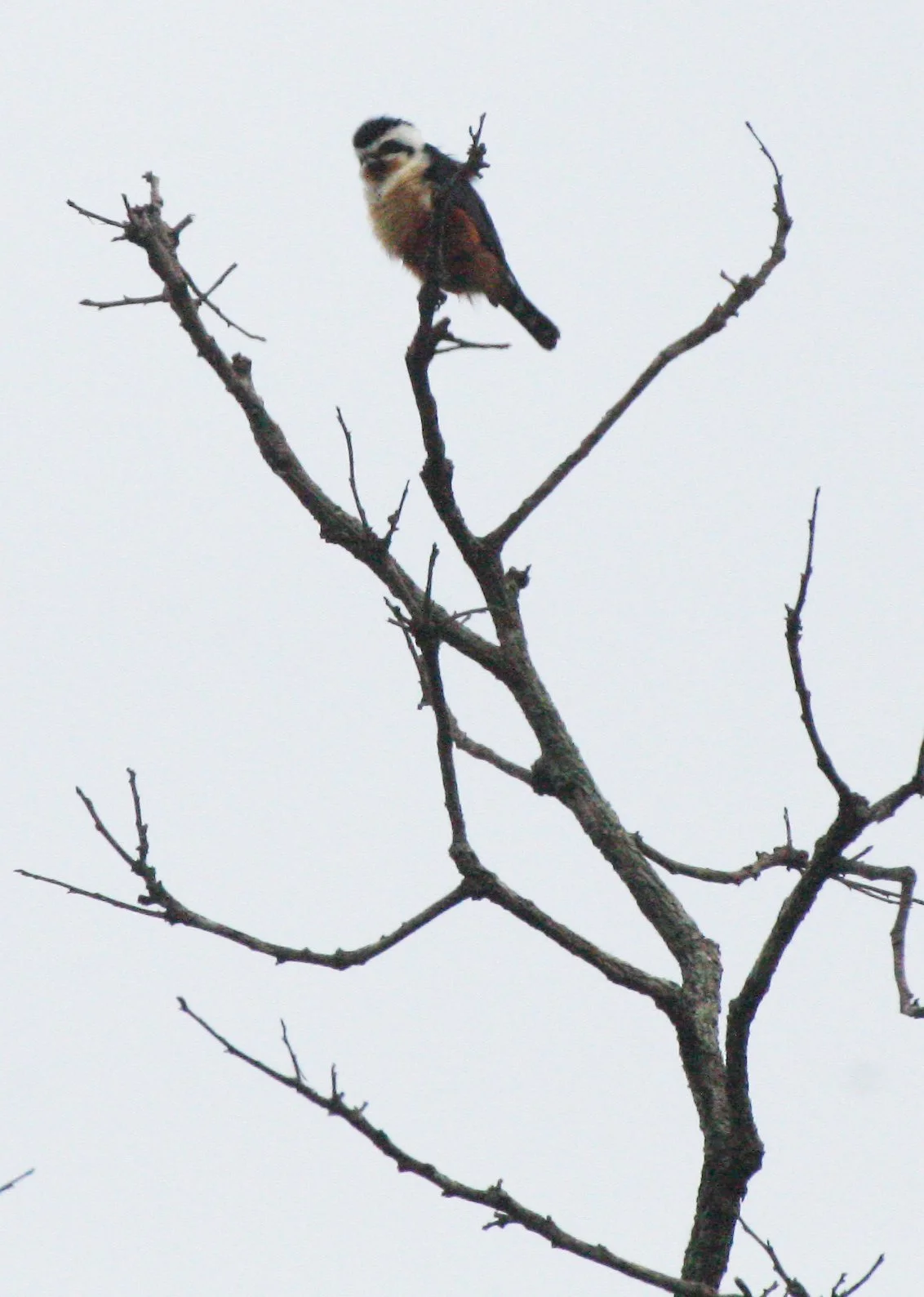 Microhierax caerulescens - COLLARED FALCONET - HUAI KHA KHAENG THAILAND (19).JPG