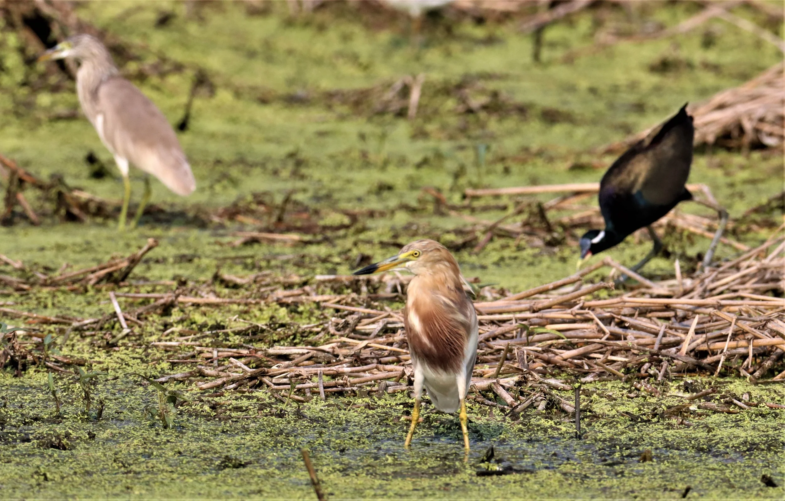 HERON - JAVAN POND HERON - Ardeola speciosa - LAT KRABANG WETLANDS NEAR BKK (32).jpg