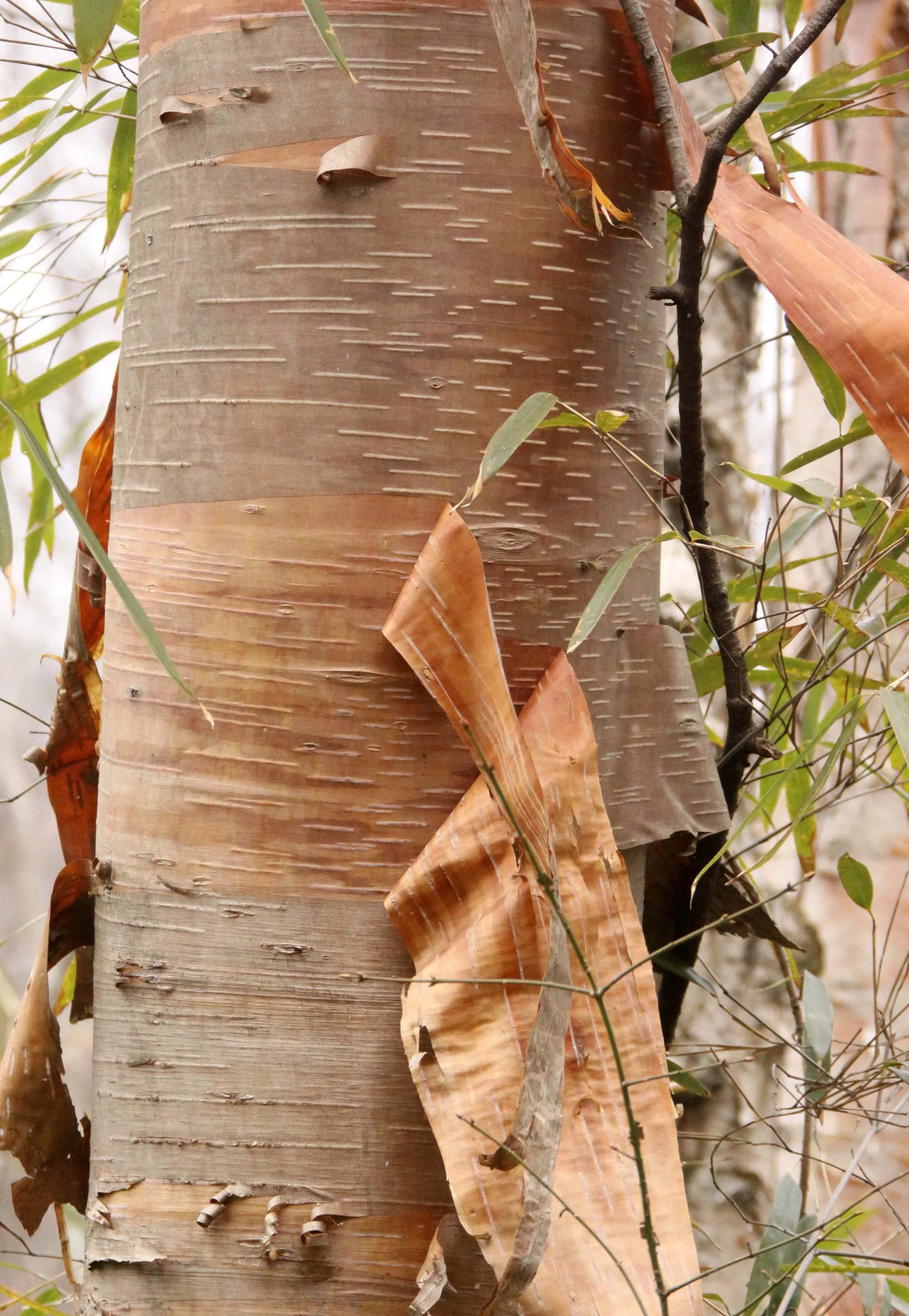 FOPING NATURE RESERVE - SHAANXI PROVINCE CHINA (152).JPG