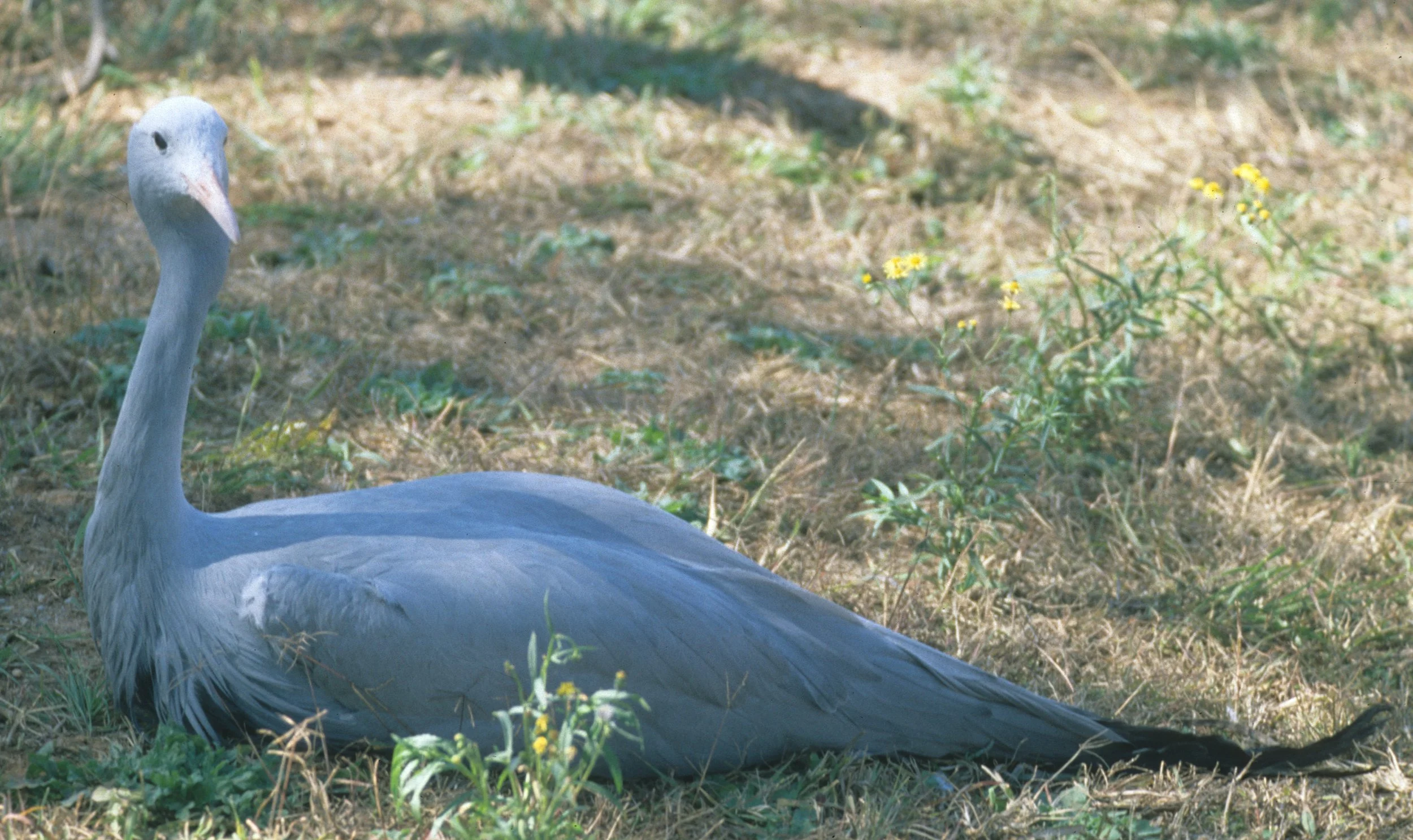 BIRDS - CRANE - BLUE - KRUGER G.jpg