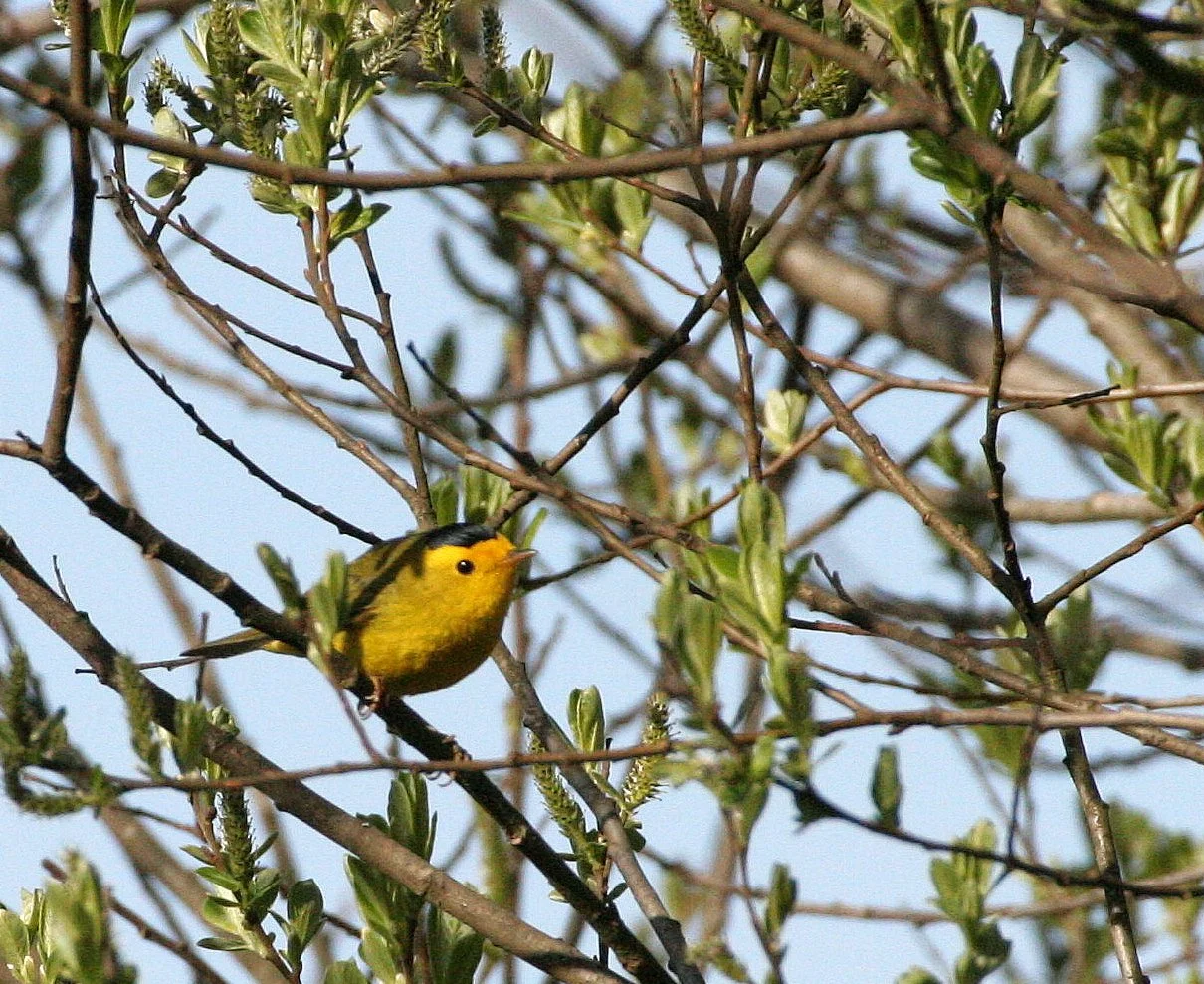 BIRD - WARBLER - WILSON'S WARBLER - LAKE FARM WOODS WA (7).JPG