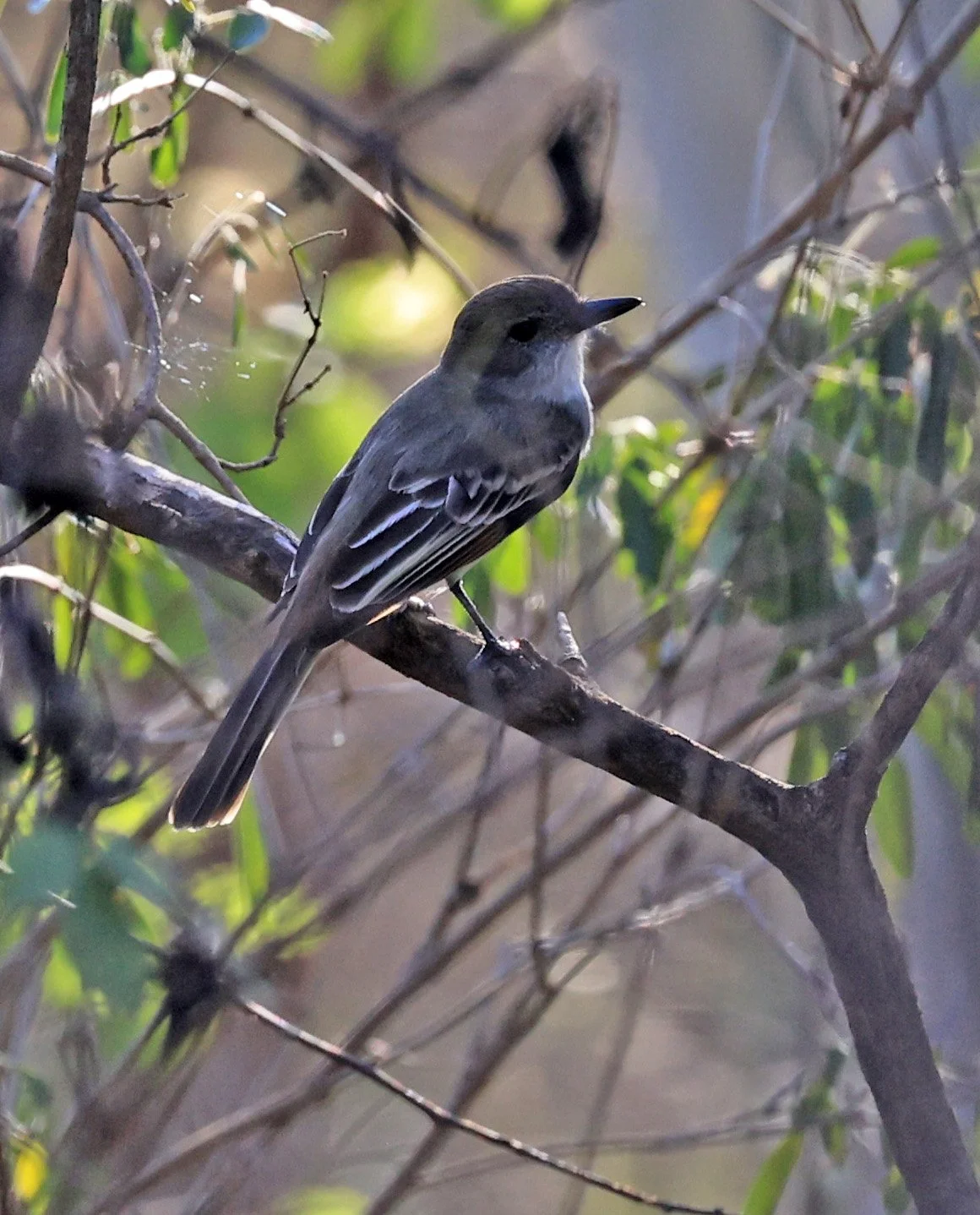Brown-crested Flycatcher (Myiarchus tyrannulus) Agua Dulce Paraguay (9).jpg