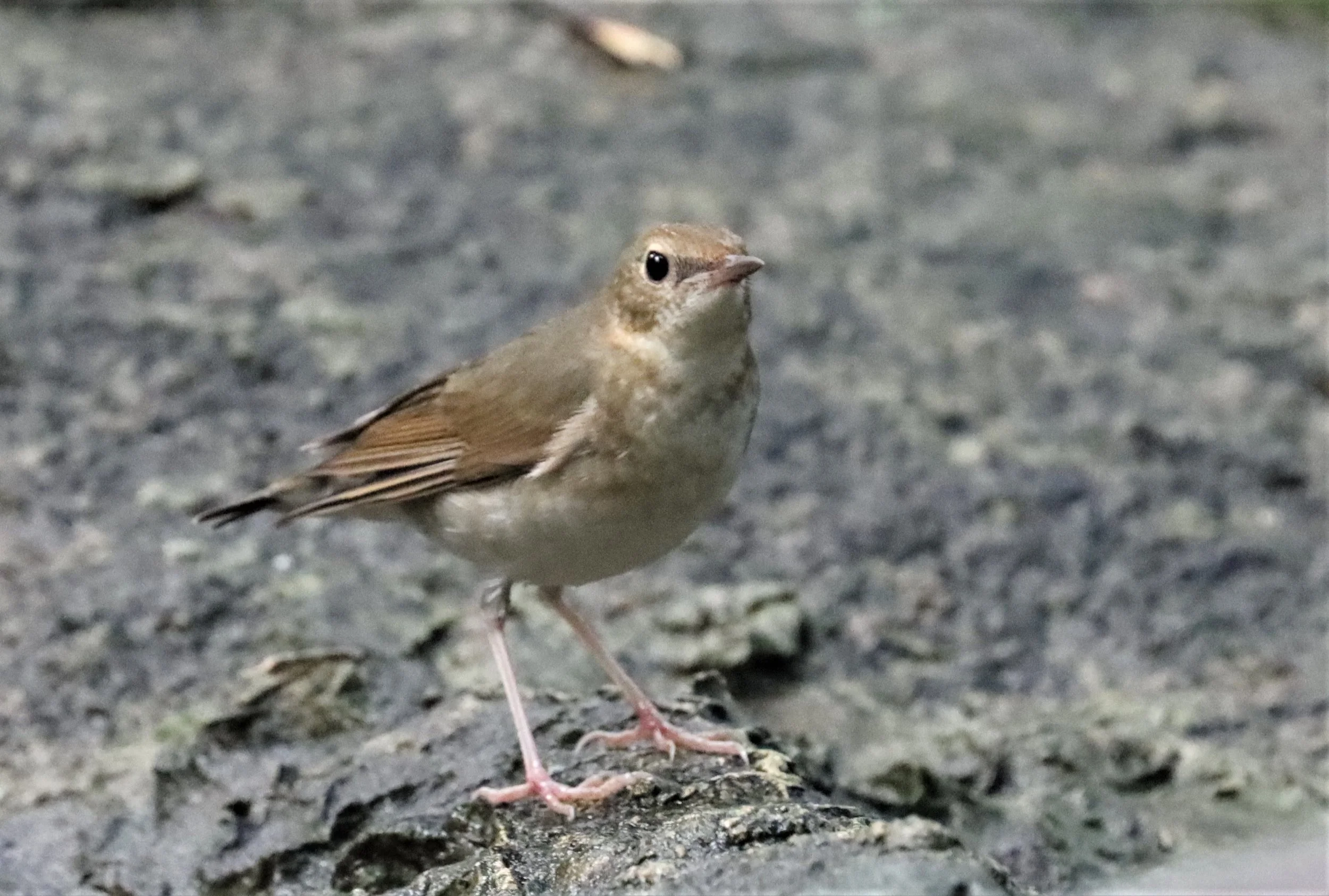 ROBIN - SIBERIAN BLUE ROBIN - Luscinia cyane - WAT THAM PRATHUN CHONBURI (19).jpg