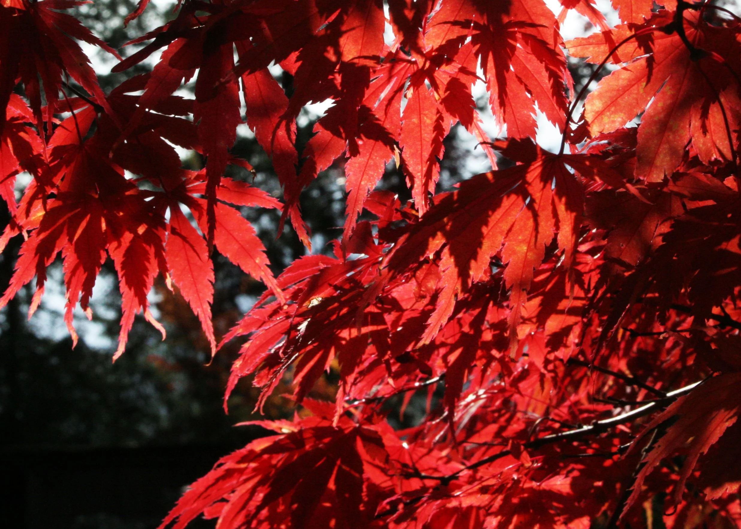 2008-10-26 MAPLE AND MERLOT - ELWHA RIVER VALLEY WA (13).JPG