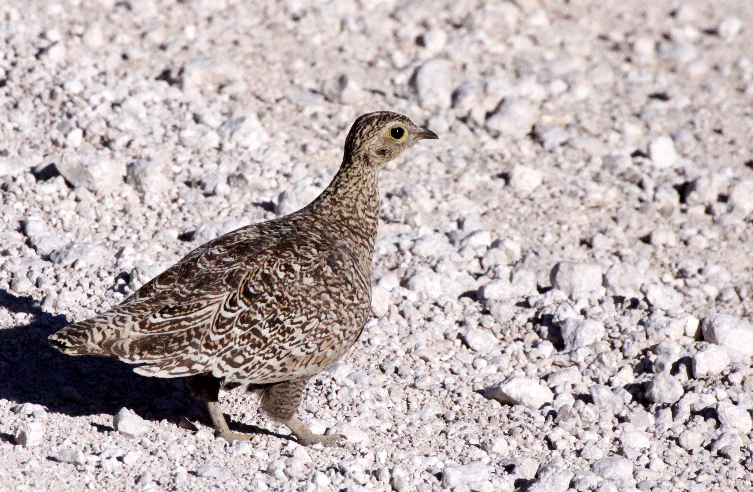 Double-banded Sandgrouse (Pterocles bicinctus) Etosha NP Namibia (1).JPG