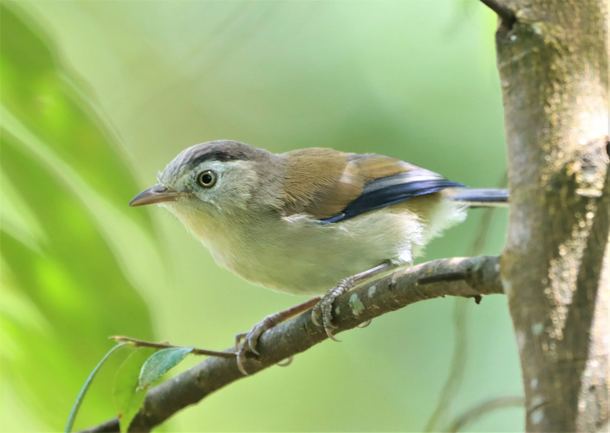 MINLA - BLUE-WINGED MINLA - Actinodura cyanouroptera - DOI ANG KANG CHIANG MAI (31).jpg
