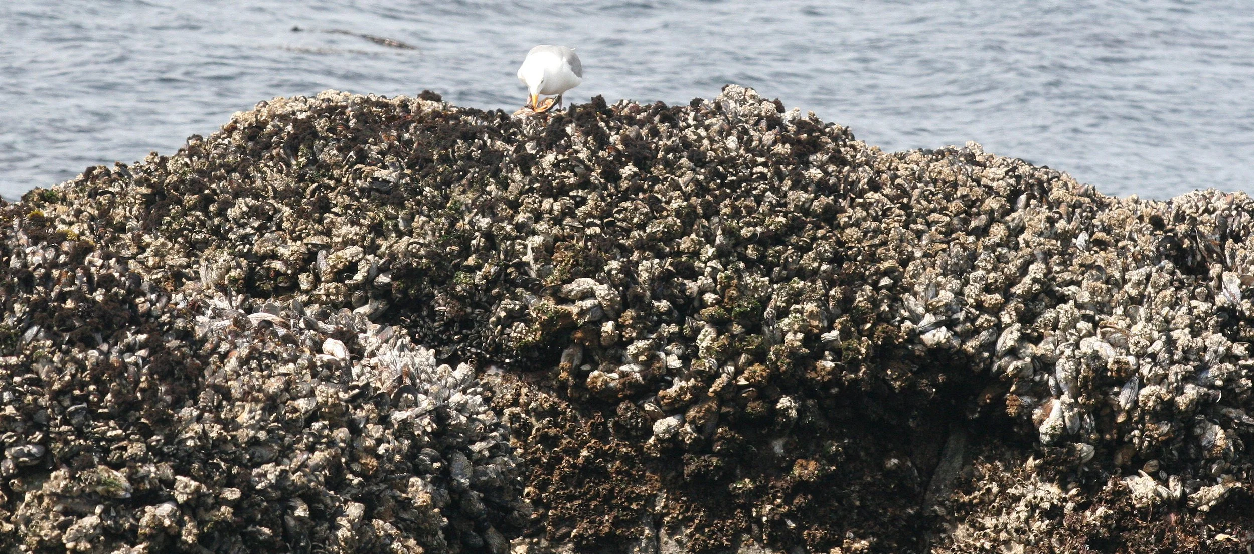 INVERTS - INTERTIDAL - MOLLUSCA - GULL FEEDING ON MUSSELS - SALT CREEK WA - SOM'S.JPG