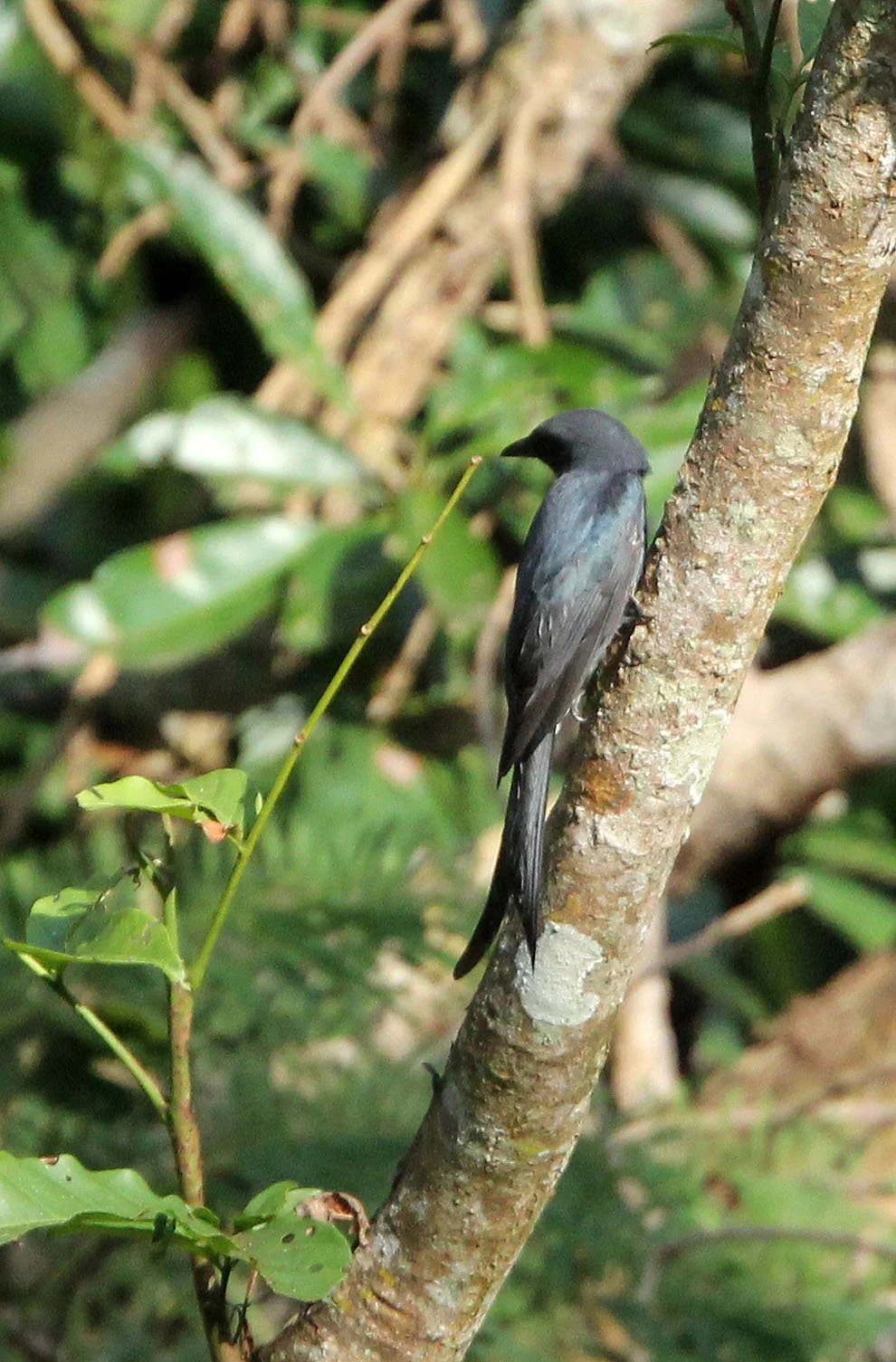 DRONGO - ASHY DRONGO - Dicrurus leucophaeus - HUAI KHA KHAENG NATURE RESERVE - KAPOK KAPIEN STATION & MINERAL LICK - THAILAND (1).JPG