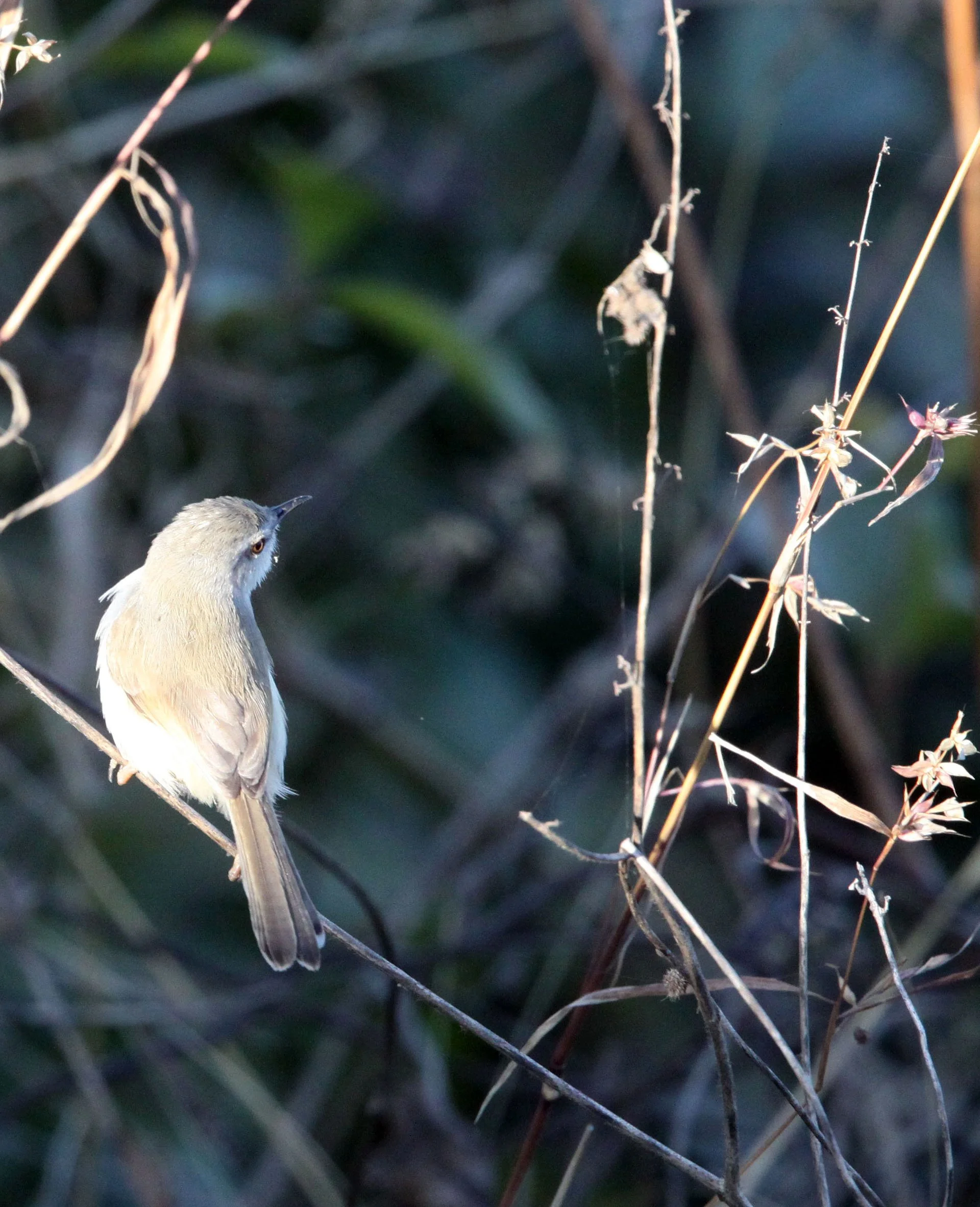BIRD - PRINIA - PLAIN PRINIA - GIR FOREST GUJARAT INDIA (4).JPG