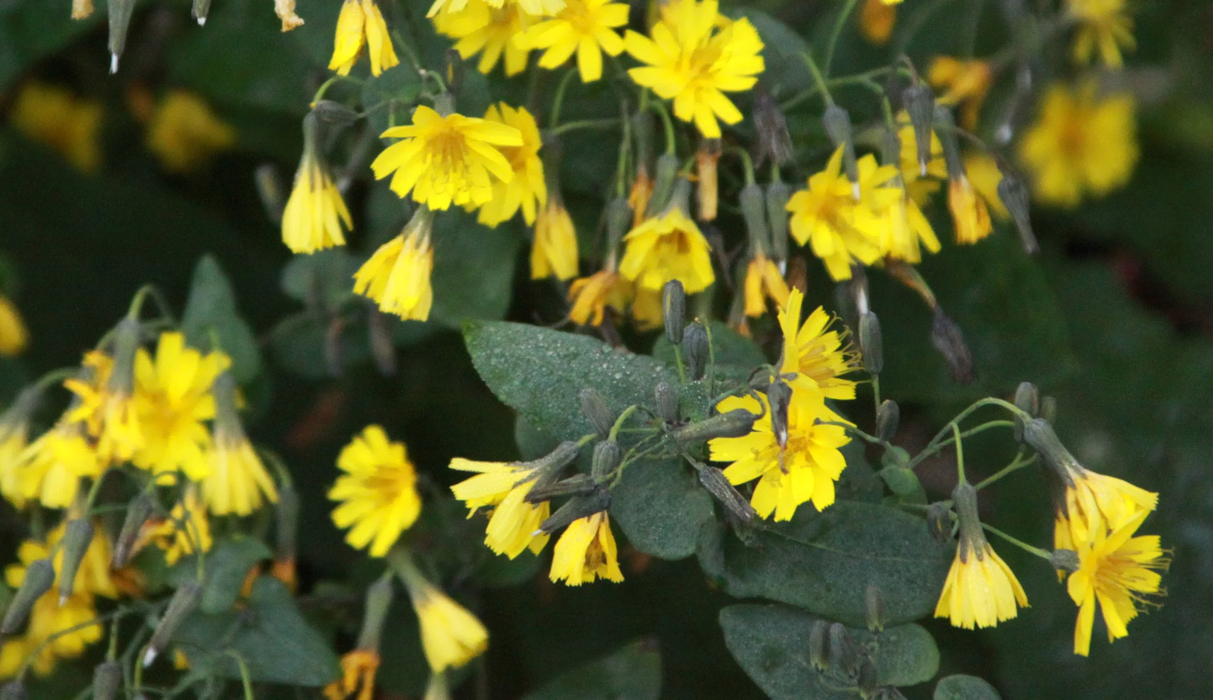 MEIHUASHAN - FUJIAN CHINA (107).JPG