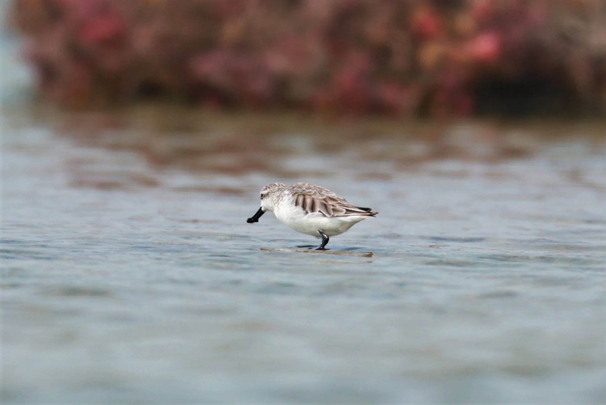 SANDPIPER - SPOON-BILLED SANDPIPER - Calidris pygmeus - Khok Kham Salt Ponds, Samut Sakhon (20).jpg