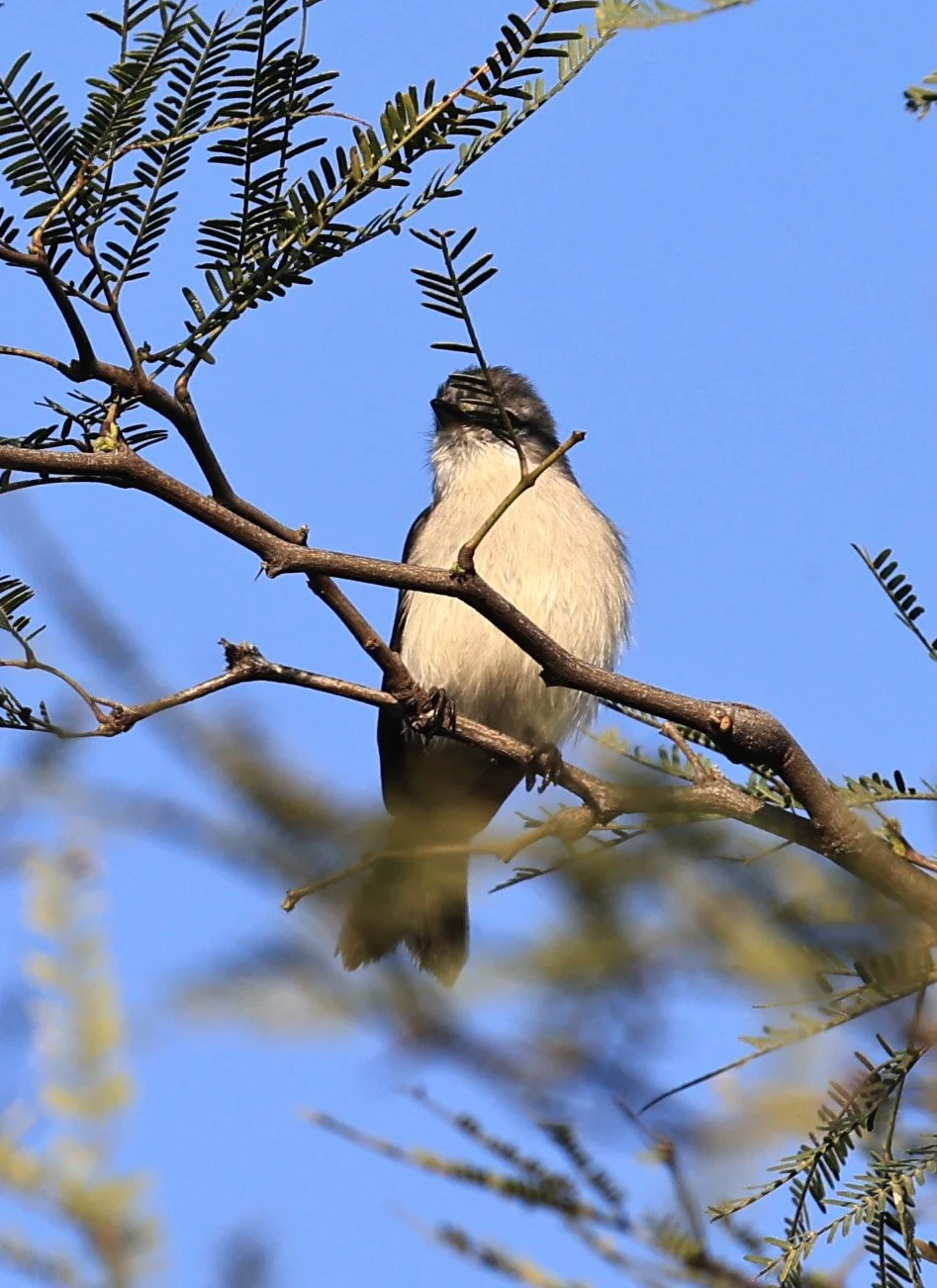 Sirystes sibilator - Hotel Iparoma Campestre Paraguay (1).jpg