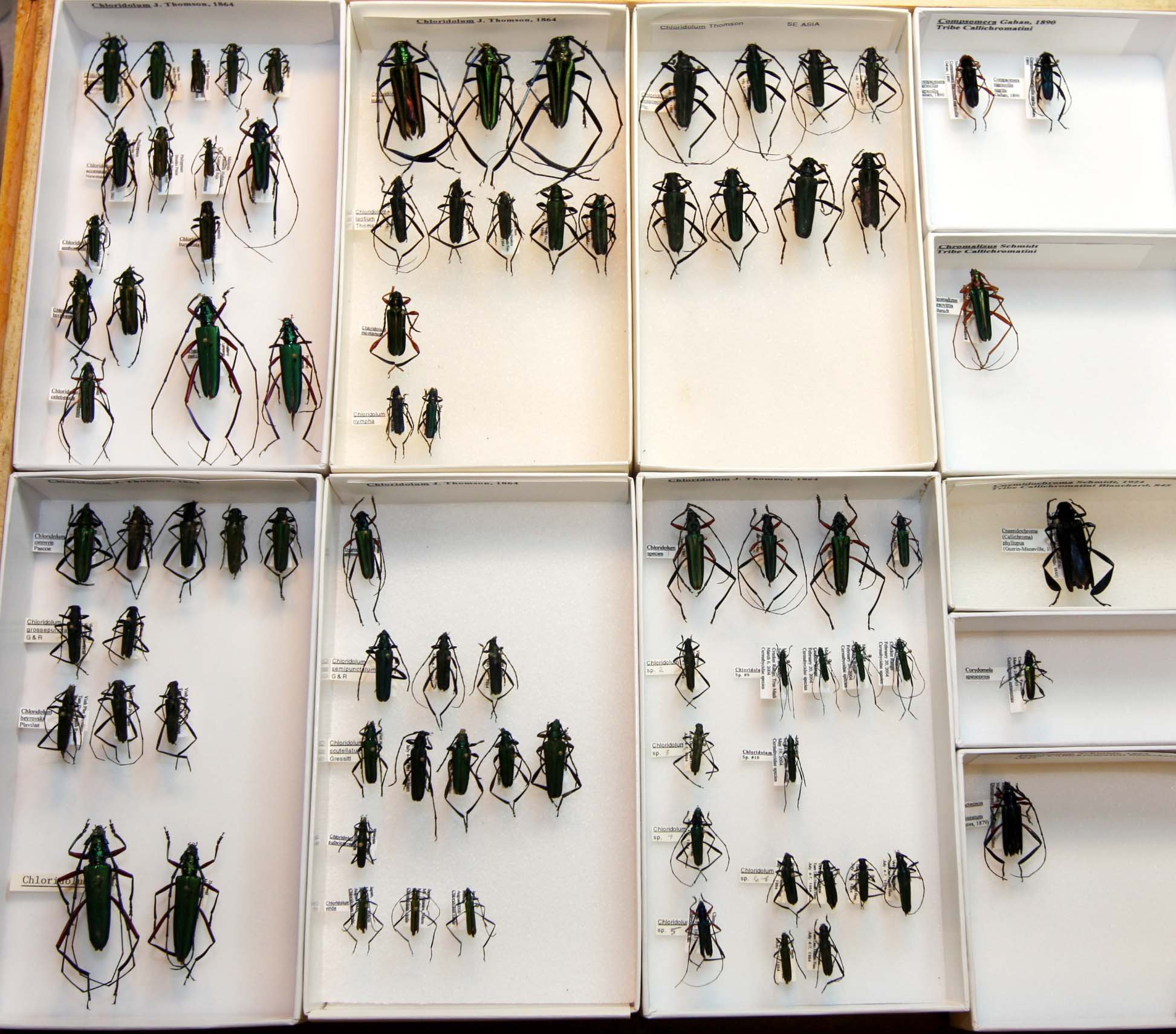 5 Cerambycinae - Callichromatini 2.JPG