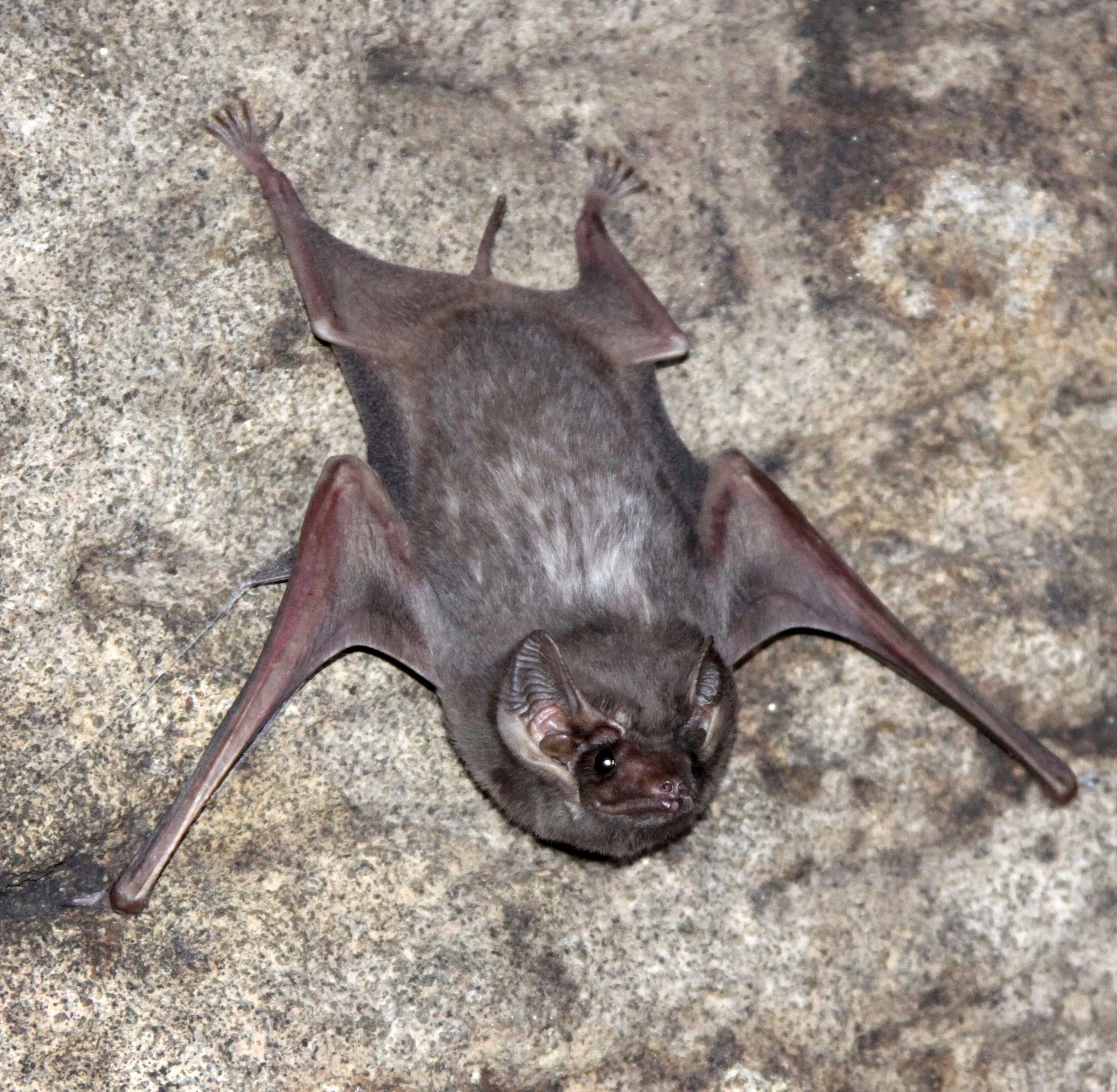 Taphozous theobaldi - THEOBOLD'S TOMB BAT - SIGIRIYA SOMEWHERE (6).JPG