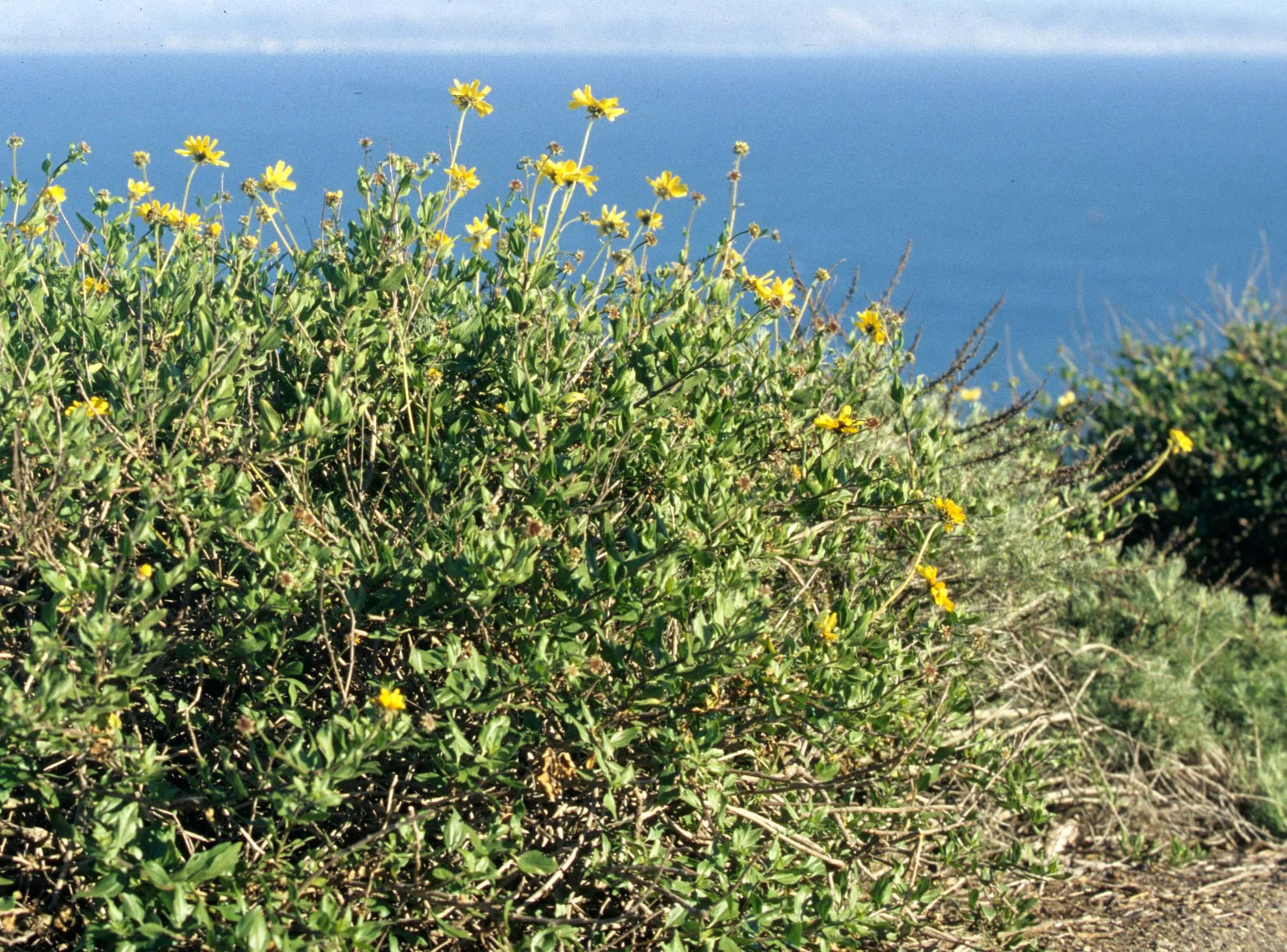 CALIFORNIA - CORONADO NP - SAN DIEGO - ASTERACEAE SPECIES.jpg