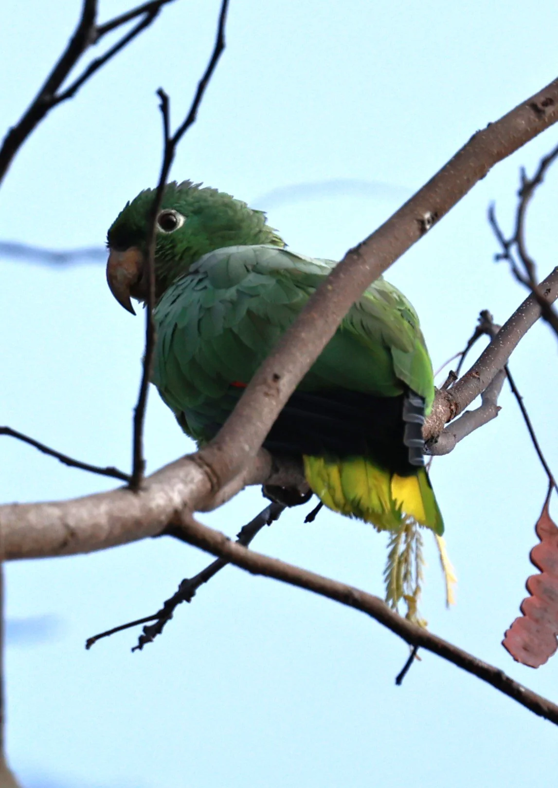 Parakeet - White-eyed Parakeet - Psittacara leucophthalmus - Rio Doce State Park, Minas Gerais (7).JPG