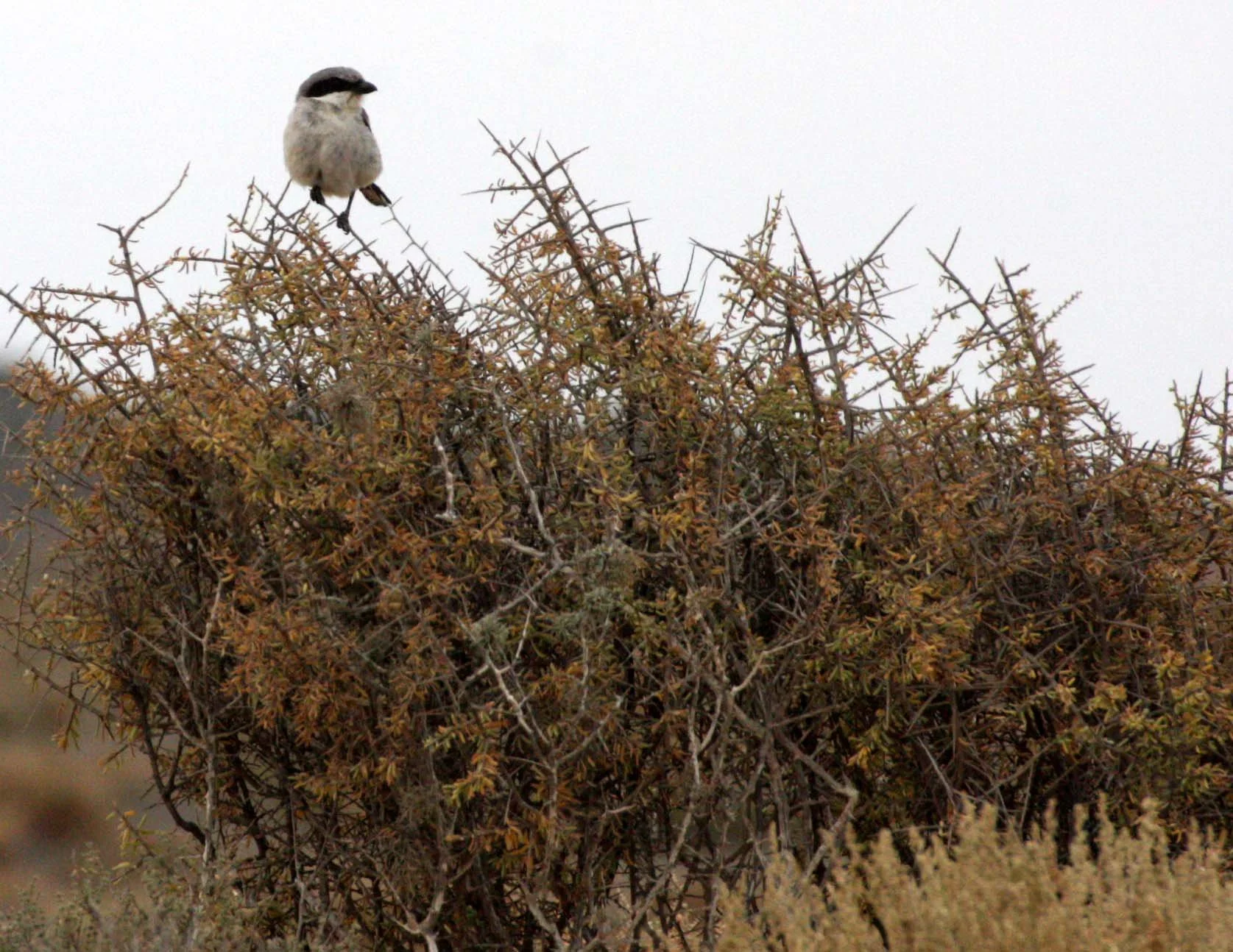 Loggerhead Shrike (Lanius ludovicianus) Ojo de Liebre Lagoons Baja Mexico (1).JPG