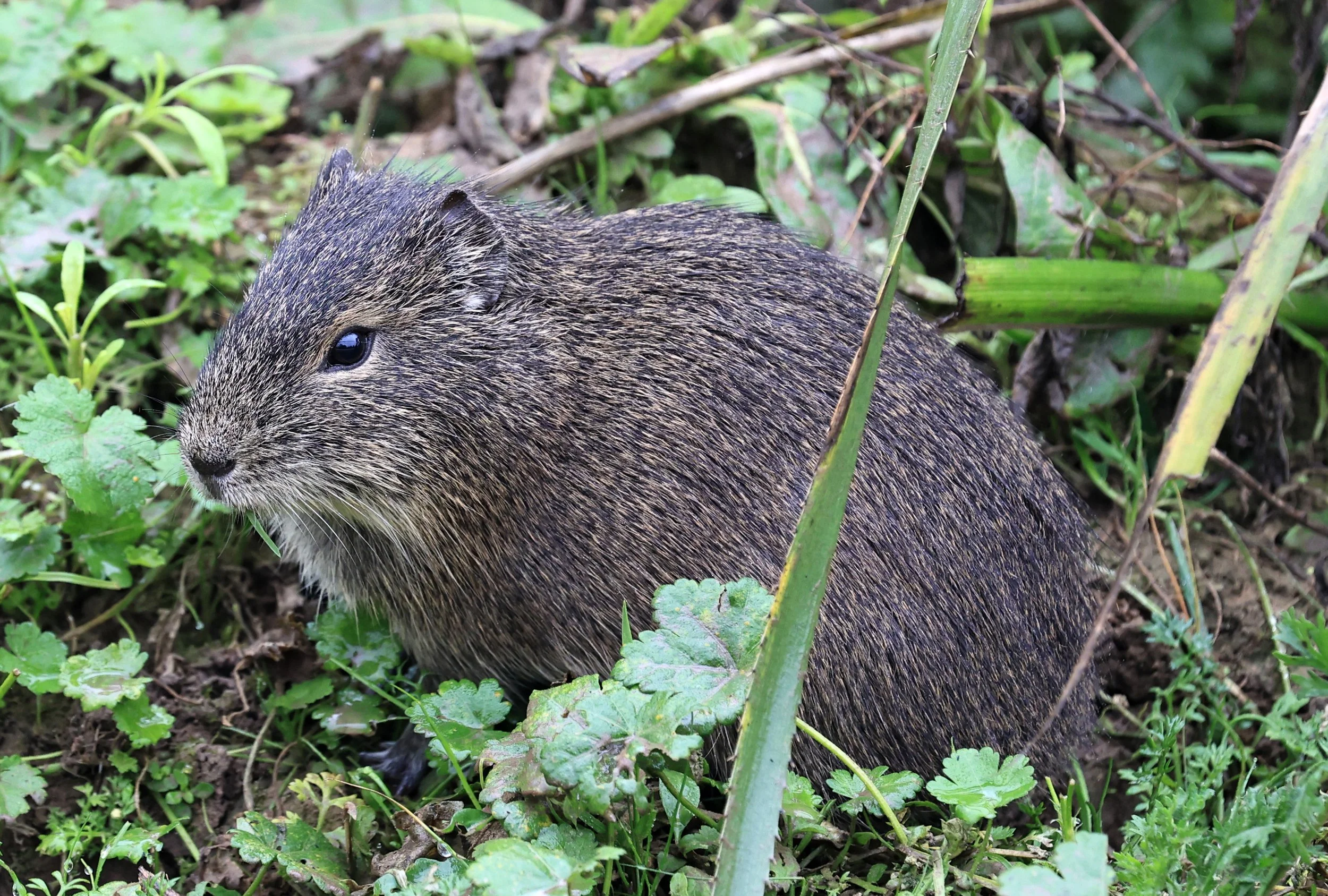 Brazilian Guinea Pig or Cavy (Cavia aperea) Reserva Natural Ceibas, Entre Rios, Argentina (176).jpg