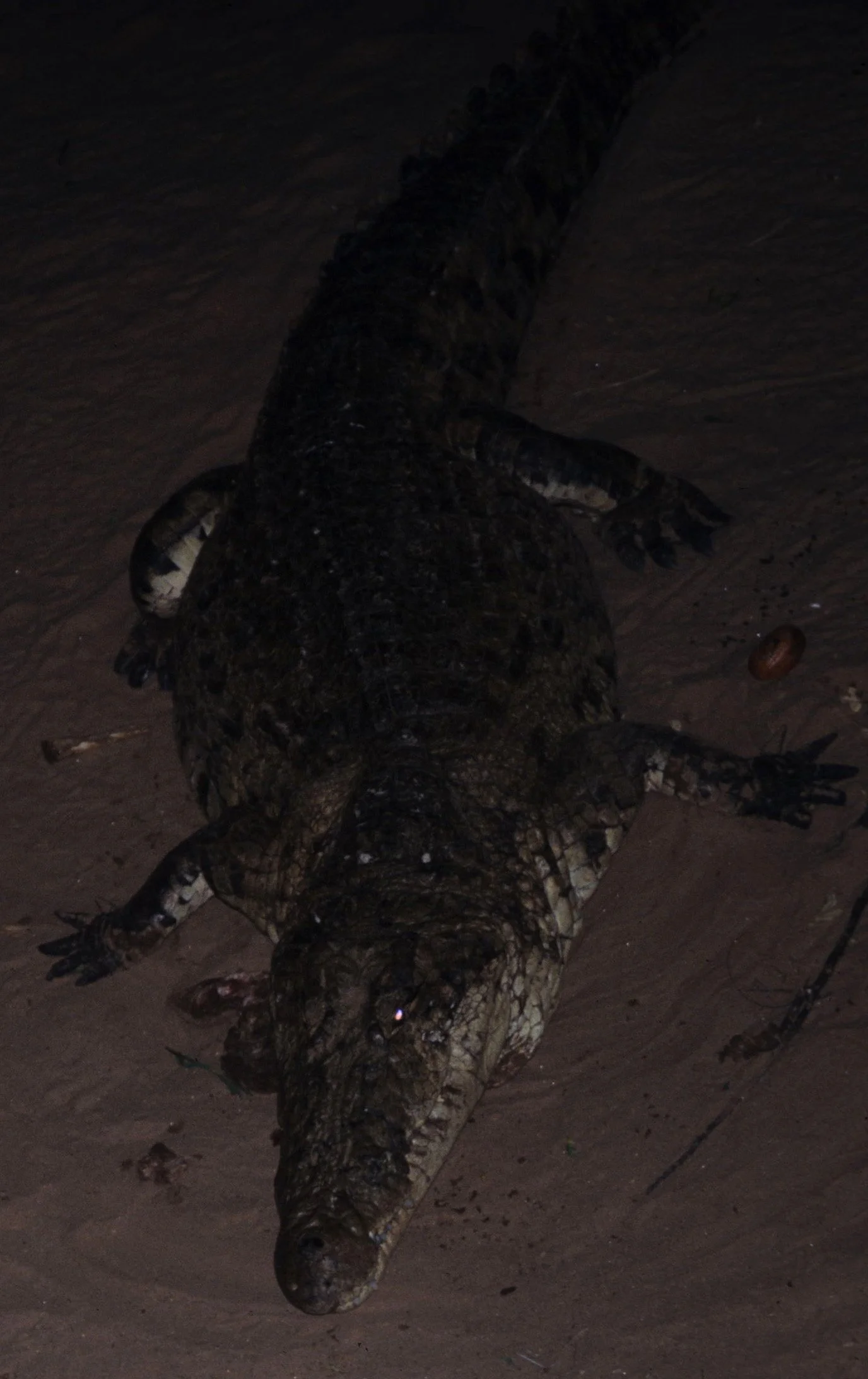 REPTILE- NILE CROC - SHABA D.jpg