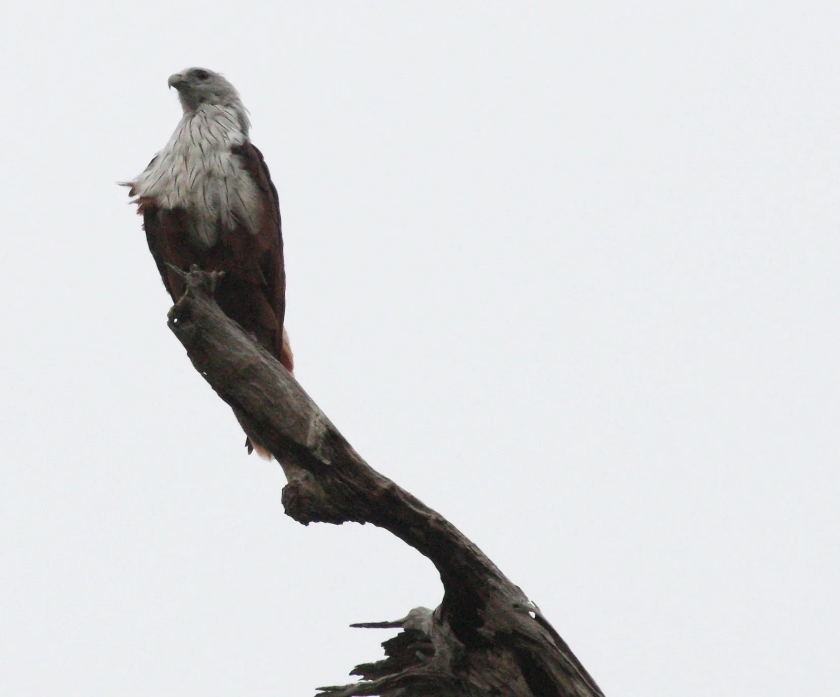 KITE - BRAHMINY KIT - Haliastur indus - KOH LANTA THAILAND (67).JPG