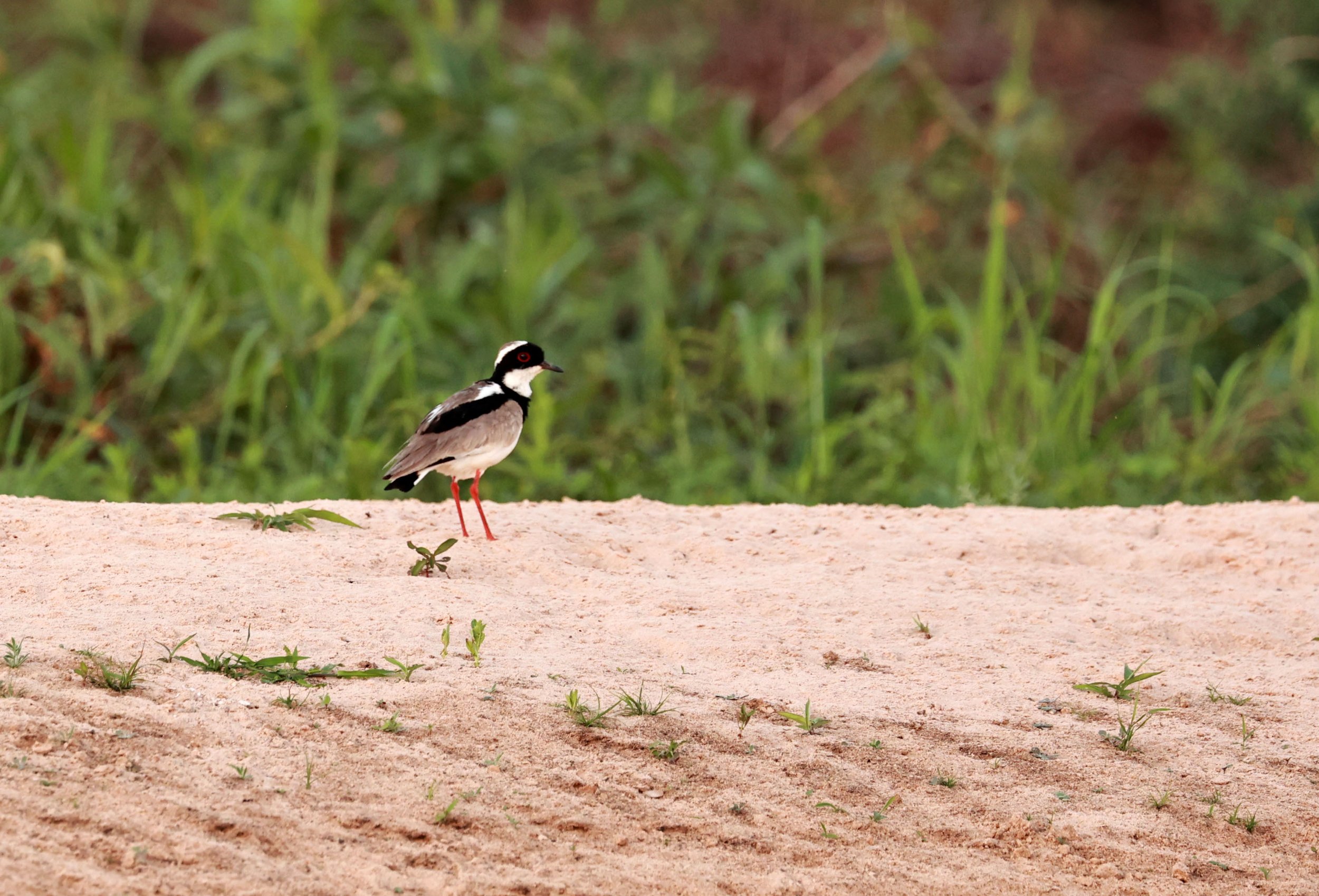 Lapwing - Pied Lapwing or Plover - Vanellus cayanus - Pantanal, Encontro das Águas State Park, Porto Jofre, Cuiaba River, Brazil (2).jpg