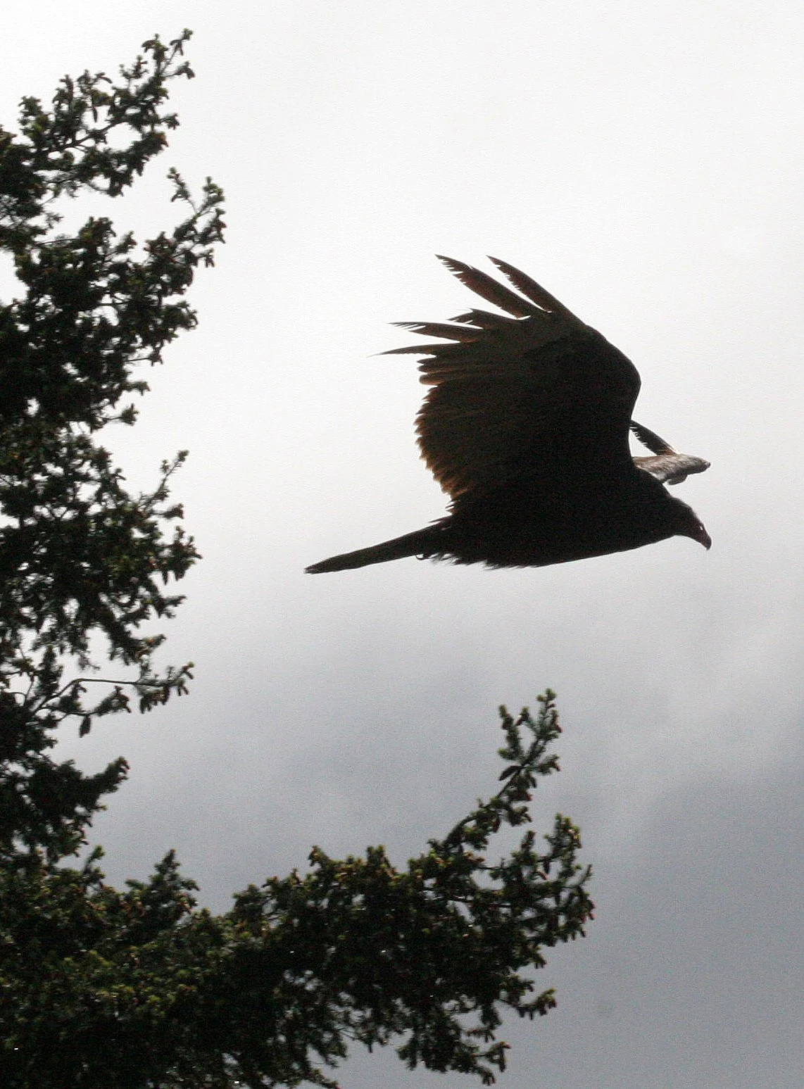 Cathartes aura meridionalis - WESTERN TURKEY VULTURE - LAKE FARM BLUFFS WASHINGTON (196).JPG