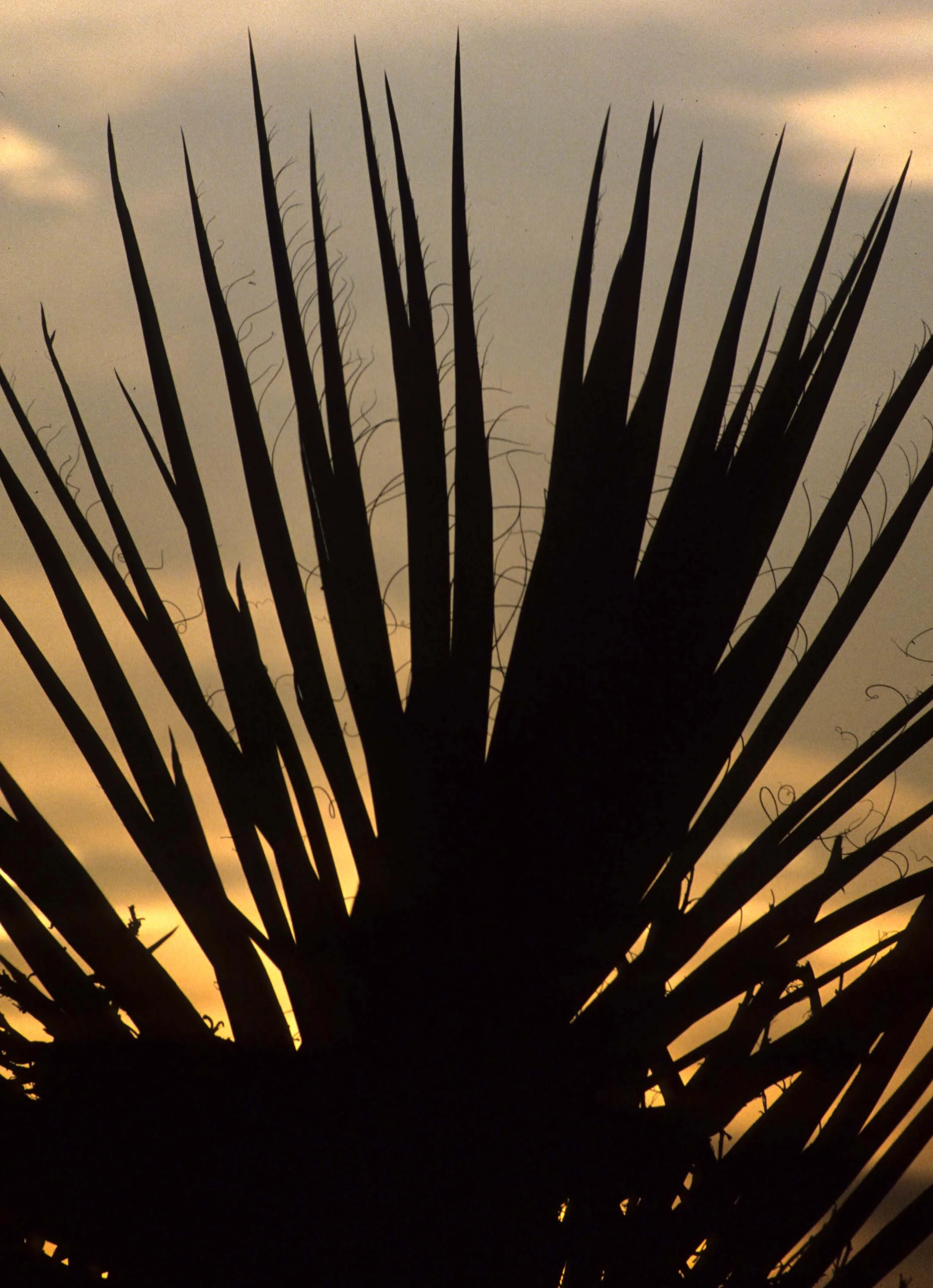 JOSHUA TREE - YUCCA SPECIES IN SUNSET.jpg
