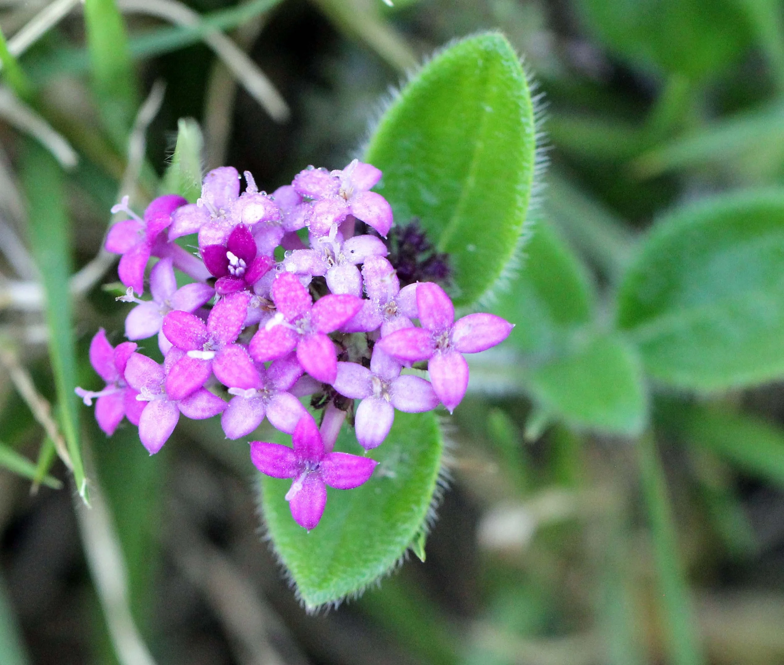 PAMPADUM SHOLA NATIONAL PARK - KERALA INDIA - PHOTO BY SOM SMITH (88).JPG