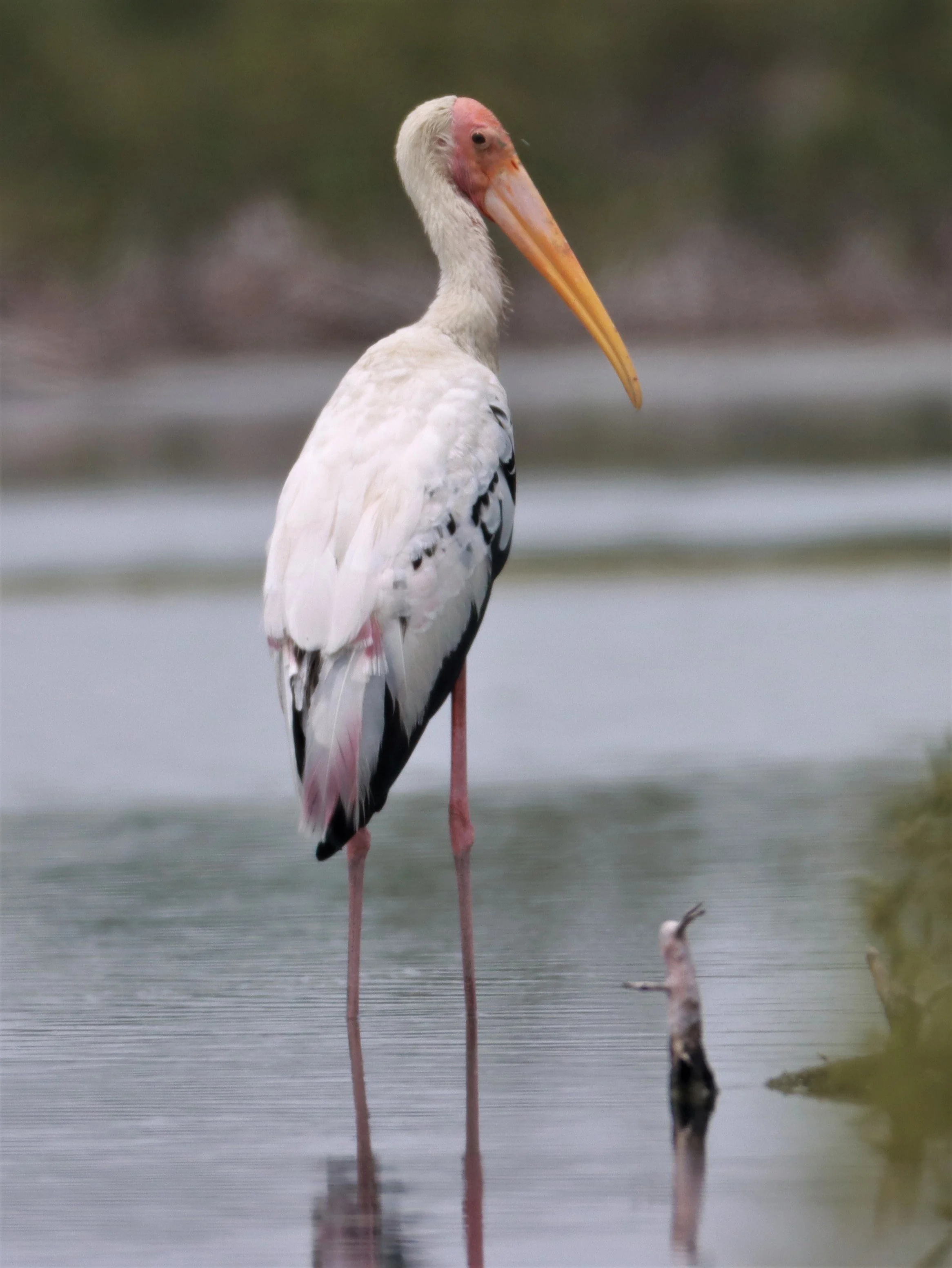 STORK - MILKY STORK HYBRID WITH PAINTED STORK - Milky X Painted (Mycteria cinerea X leucocephala) - KHLONG TAMRU CHONBURI (8).jpg