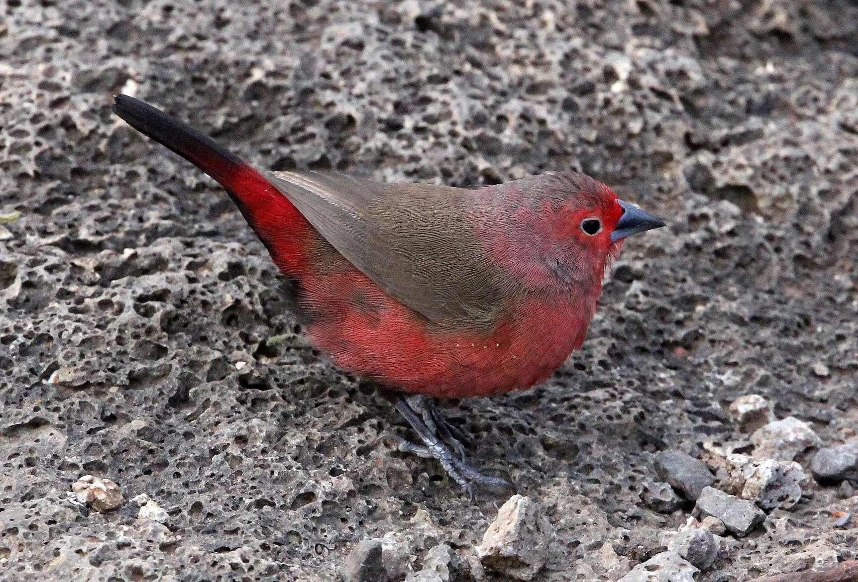 African Firefinch (Lagonosticta rubricata) Abraminch Ethiopia 
