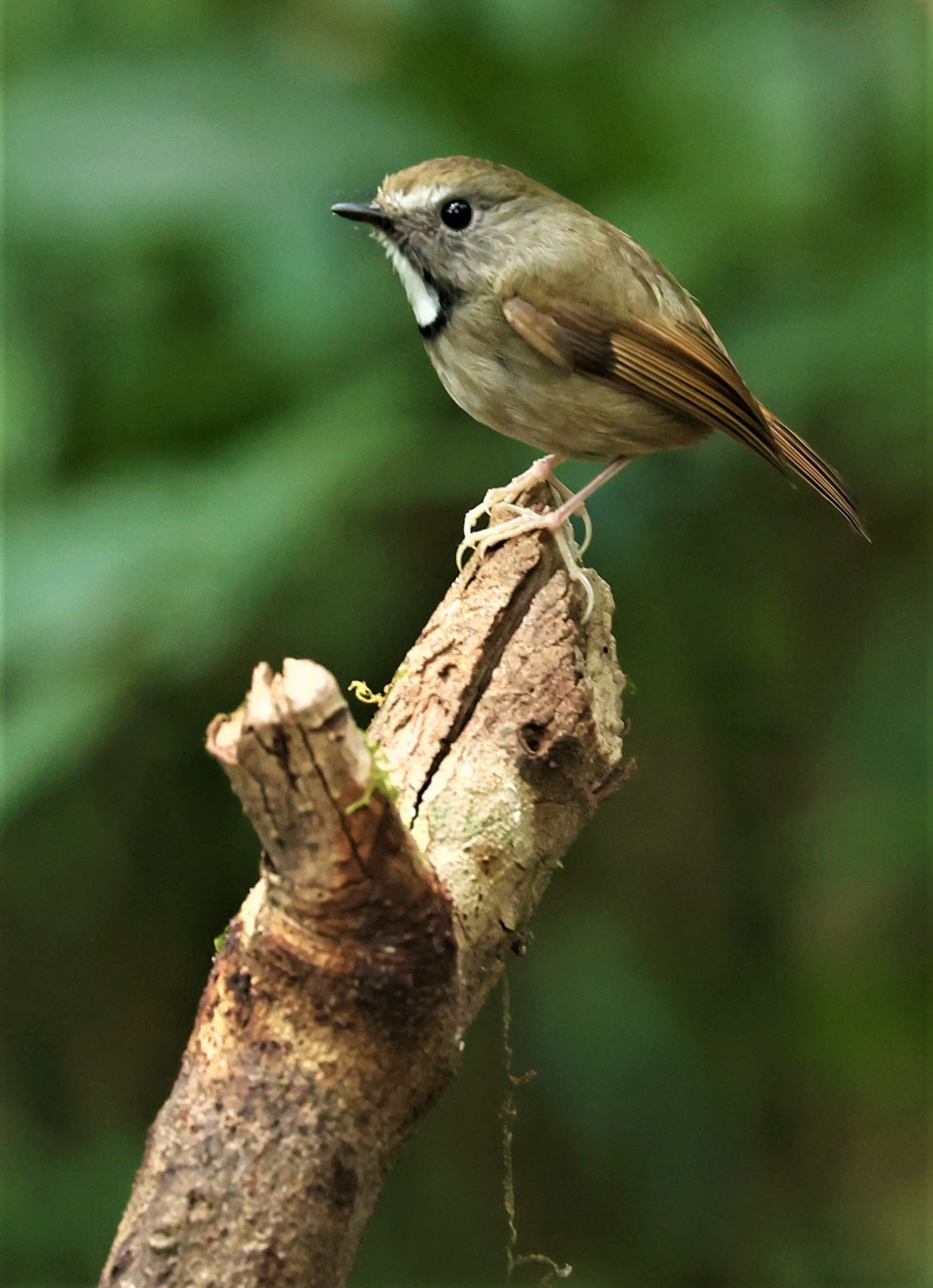 FLYCATCHER - WHITE-GORGETED FLYCATCHER - Anthipes monileger - DOI PHA HOM POK NP DOI LANG EAST FEB 2022 (21).jpg