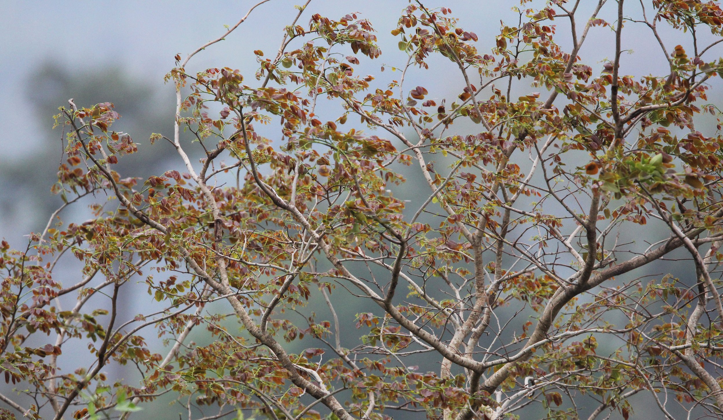 2015 Khao Pang Ma Nonhunting Area (42).JPG