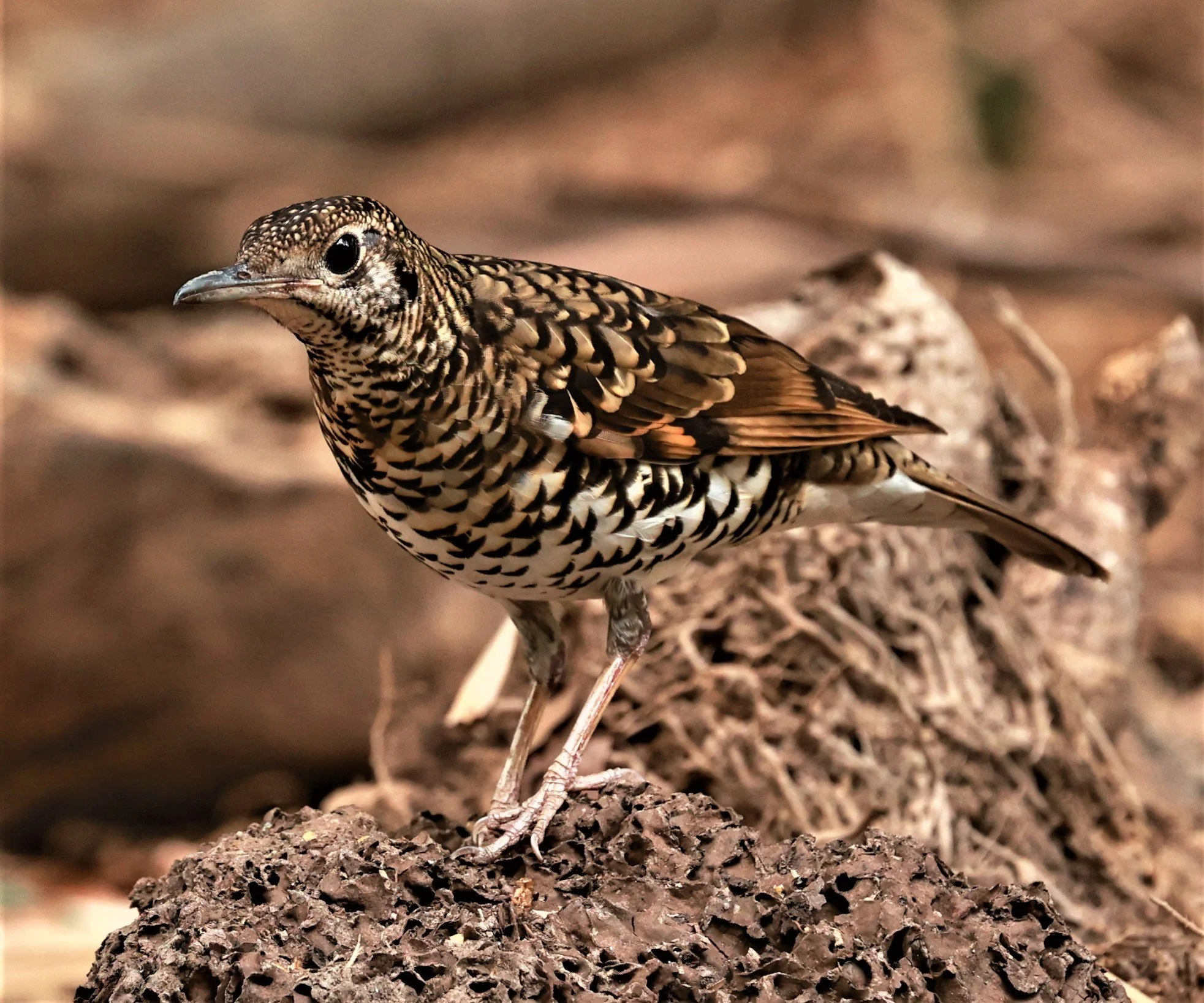 White's Thrush (Zoothera aurea) Putthamonthon Park Nakhon Pathom Thailand (19).jpg