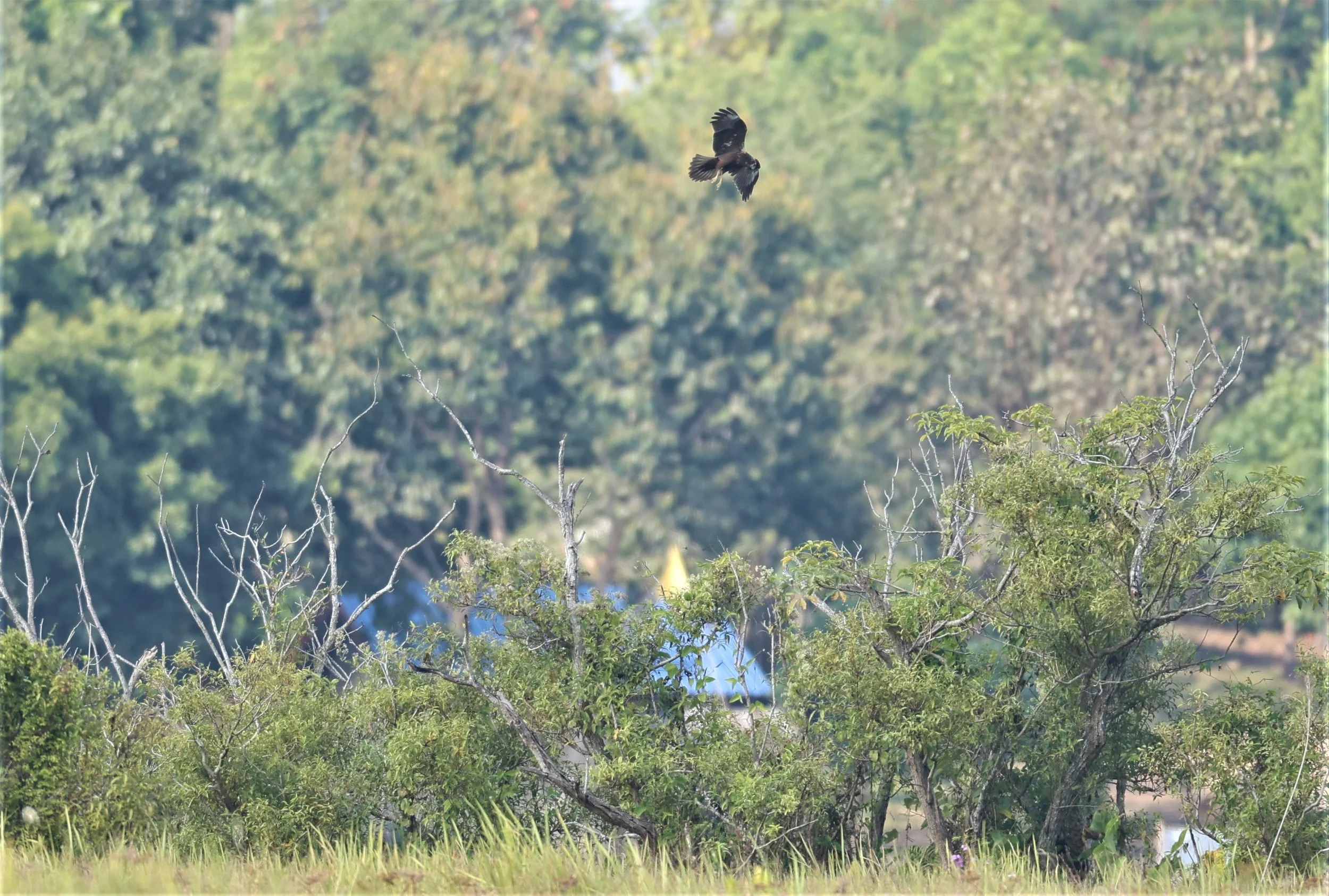 HARRIER - EASTERN MARSH HARRIER - Circus spilonotus -CHIANG SAEN LAKE - NONG BONG KAI NON-HUNTING AREA CHIANG RAI (4).JPG