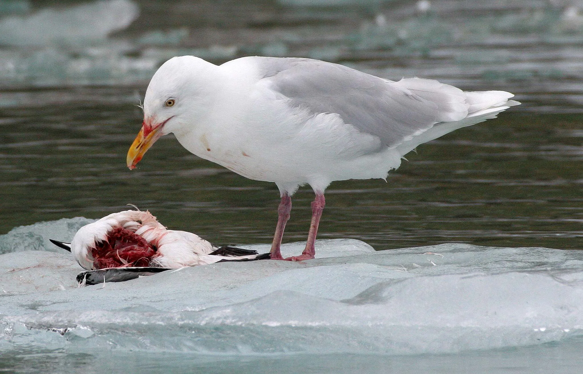 BIRD - GULL - GLAUCOUS GULL - SVALBARD (22).jpg