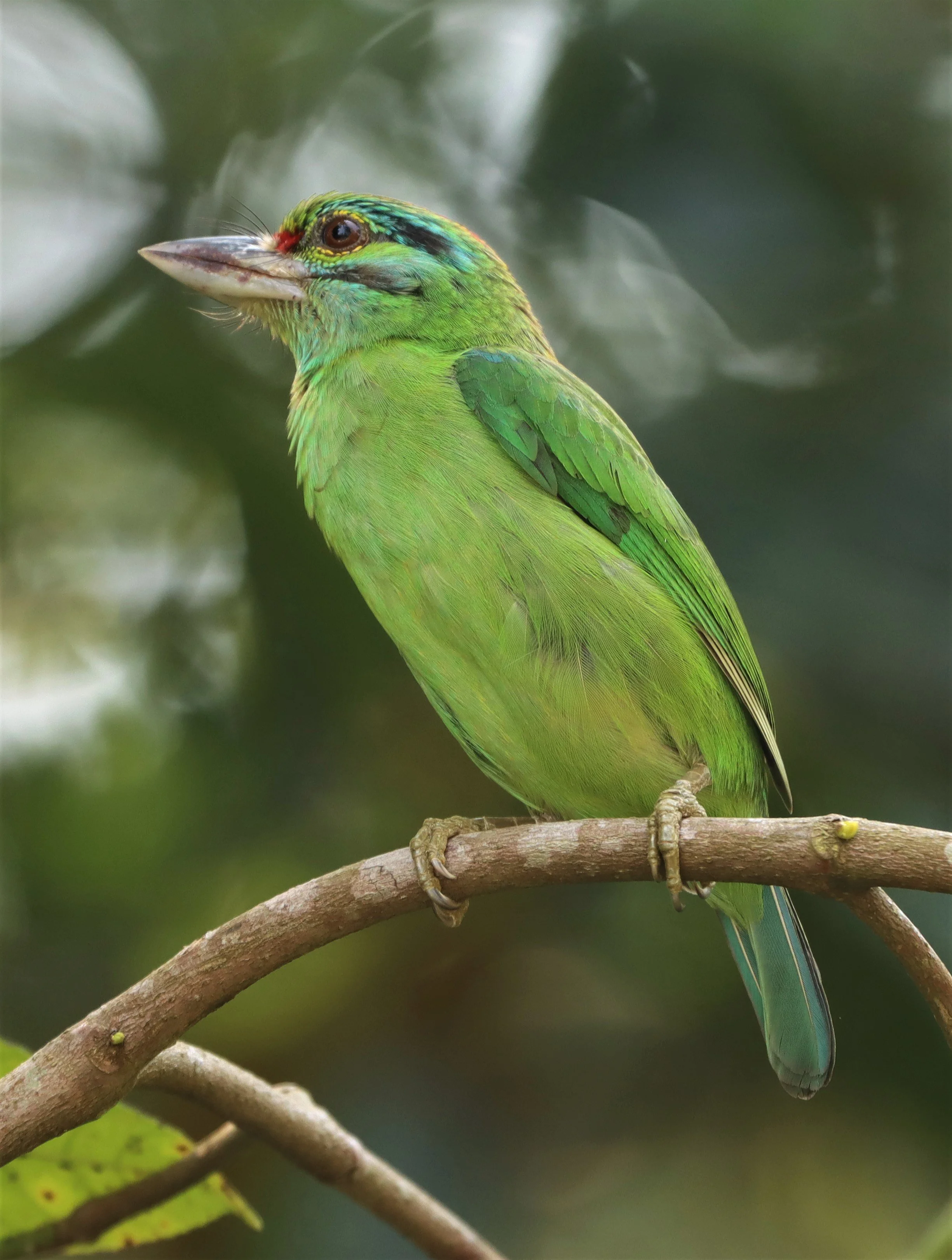 BARBET - MOUSTACHED BARBET - Megalaima incognita -  KHAO YAI NATIONAL PARK (1).jpg