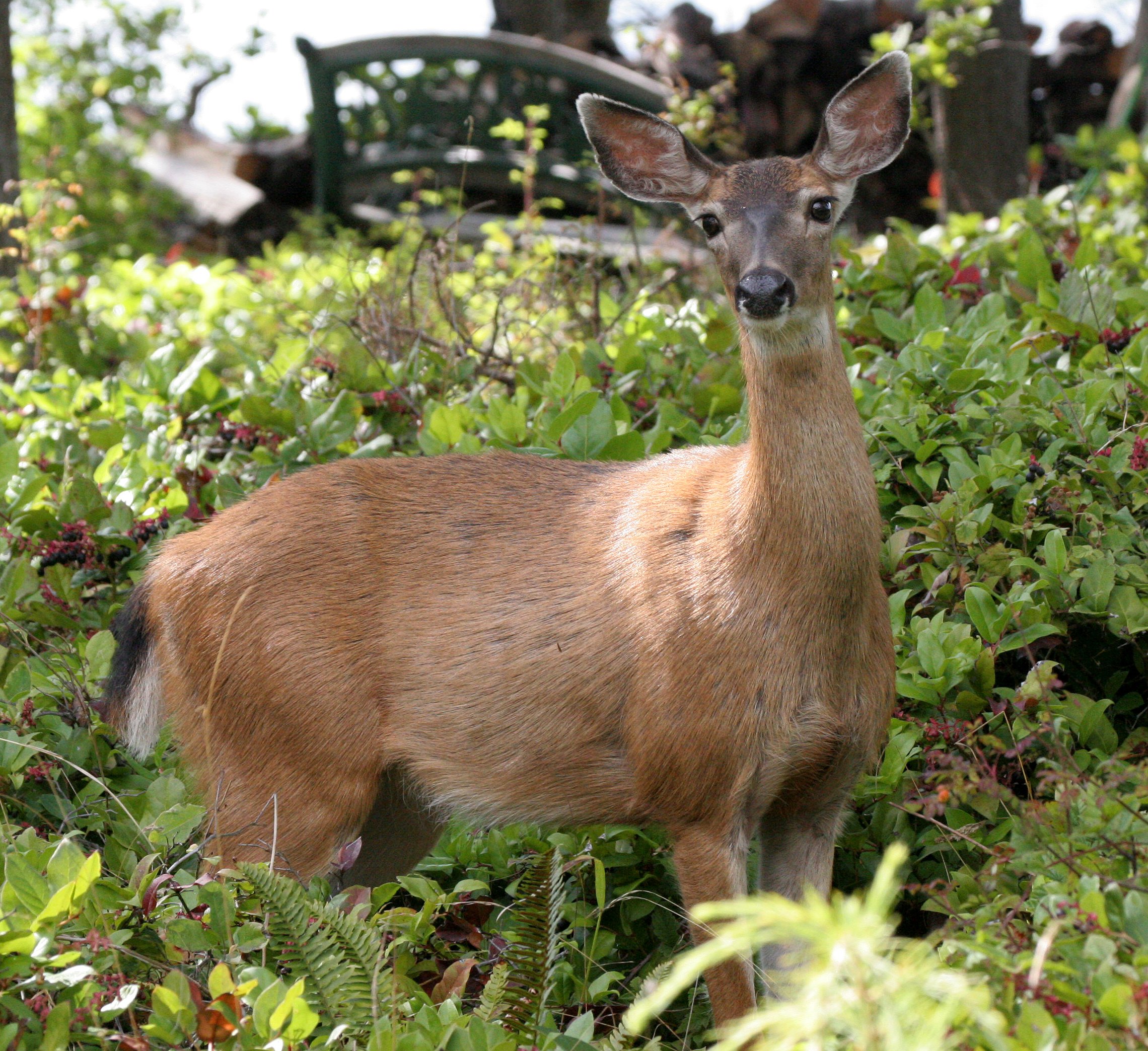 CERVID - DEER - COLUMBIA BLACK-TAILED DEER - LAKE FARM.JPG