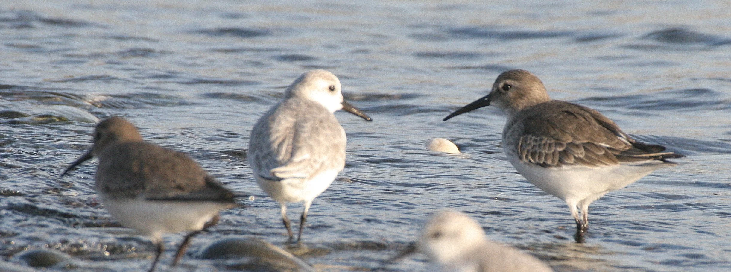 BIRD - DUNLIN - PA HARBOR (5).jpg