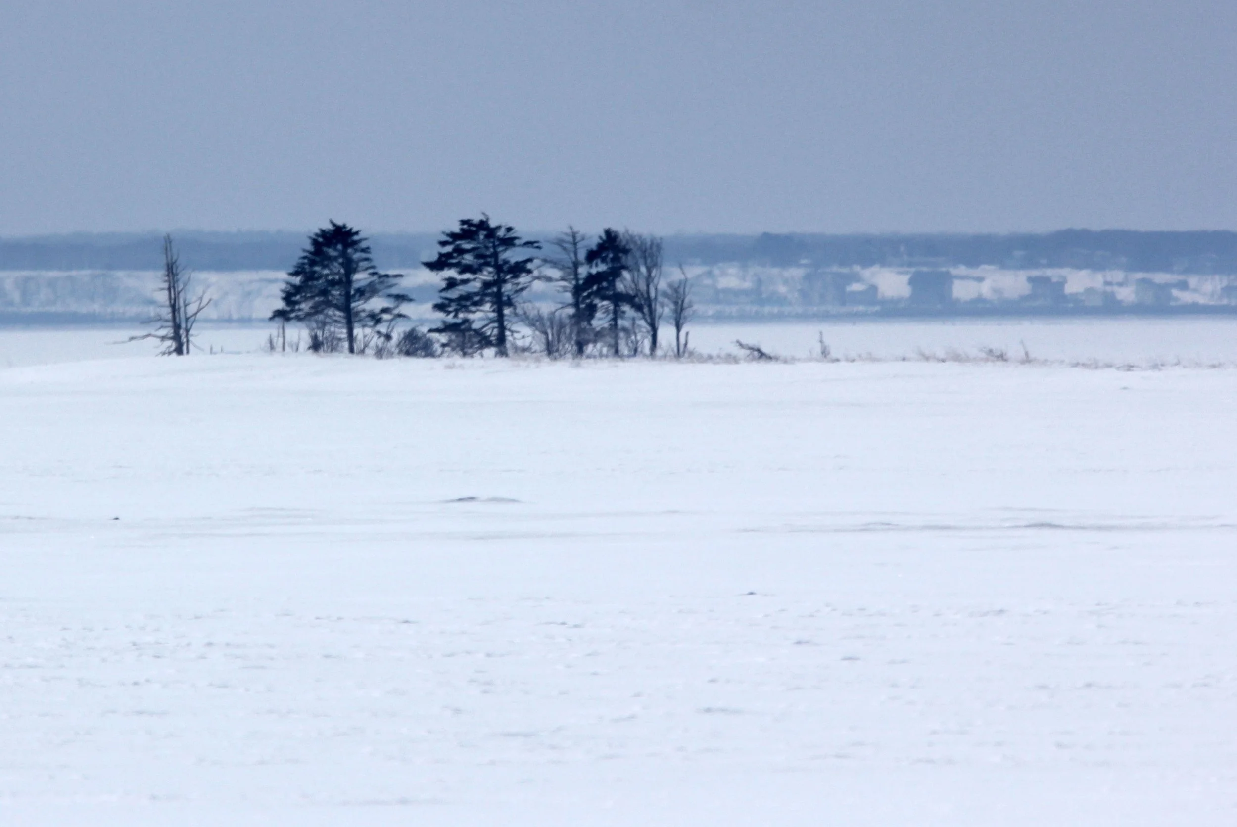NOTSUKE PENINSULA - HOKKAIDO JAPAN - SAKHALIN FIR STAND (1).JPG