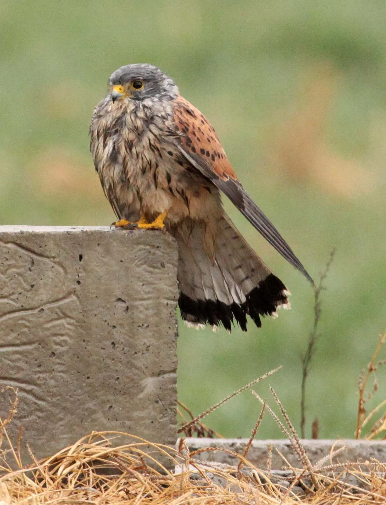 BIRD - COMMON KESTREL - YANCHENG CHINA (4).JPG