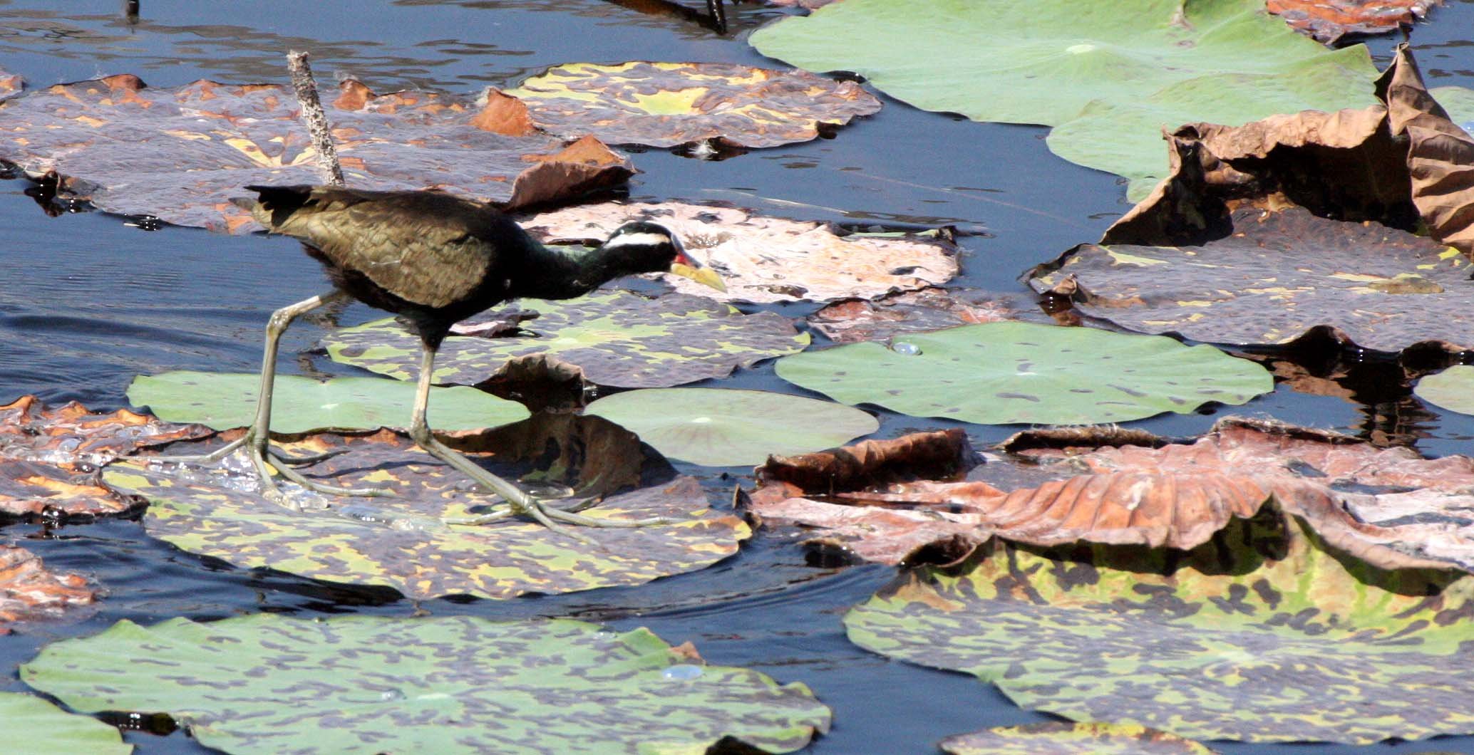JACANA - BRONZE-WINGED JACANA - Metopidius indicus - KHAO SAM ROI YOT THAILAND (14).JPG