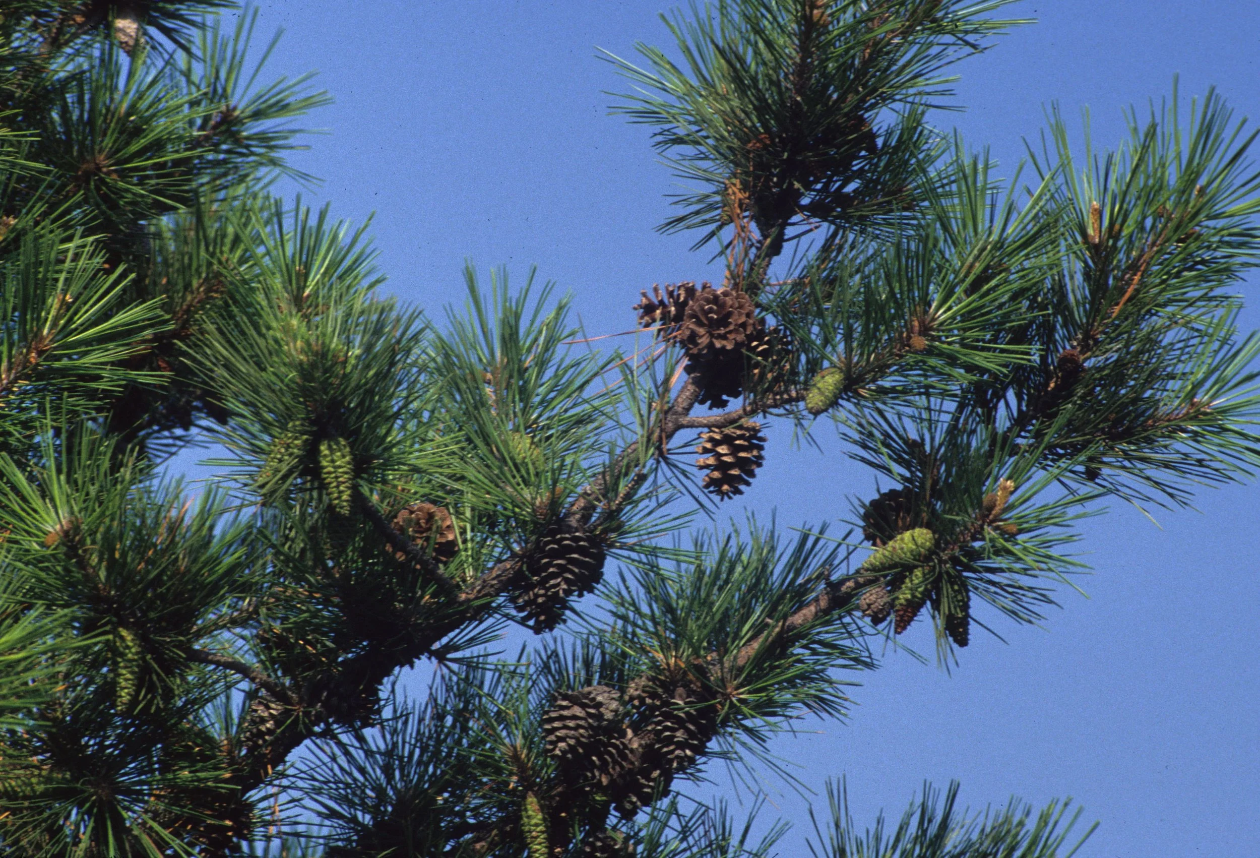 ARKANSAS - SOUTHERN PINE.jpg
