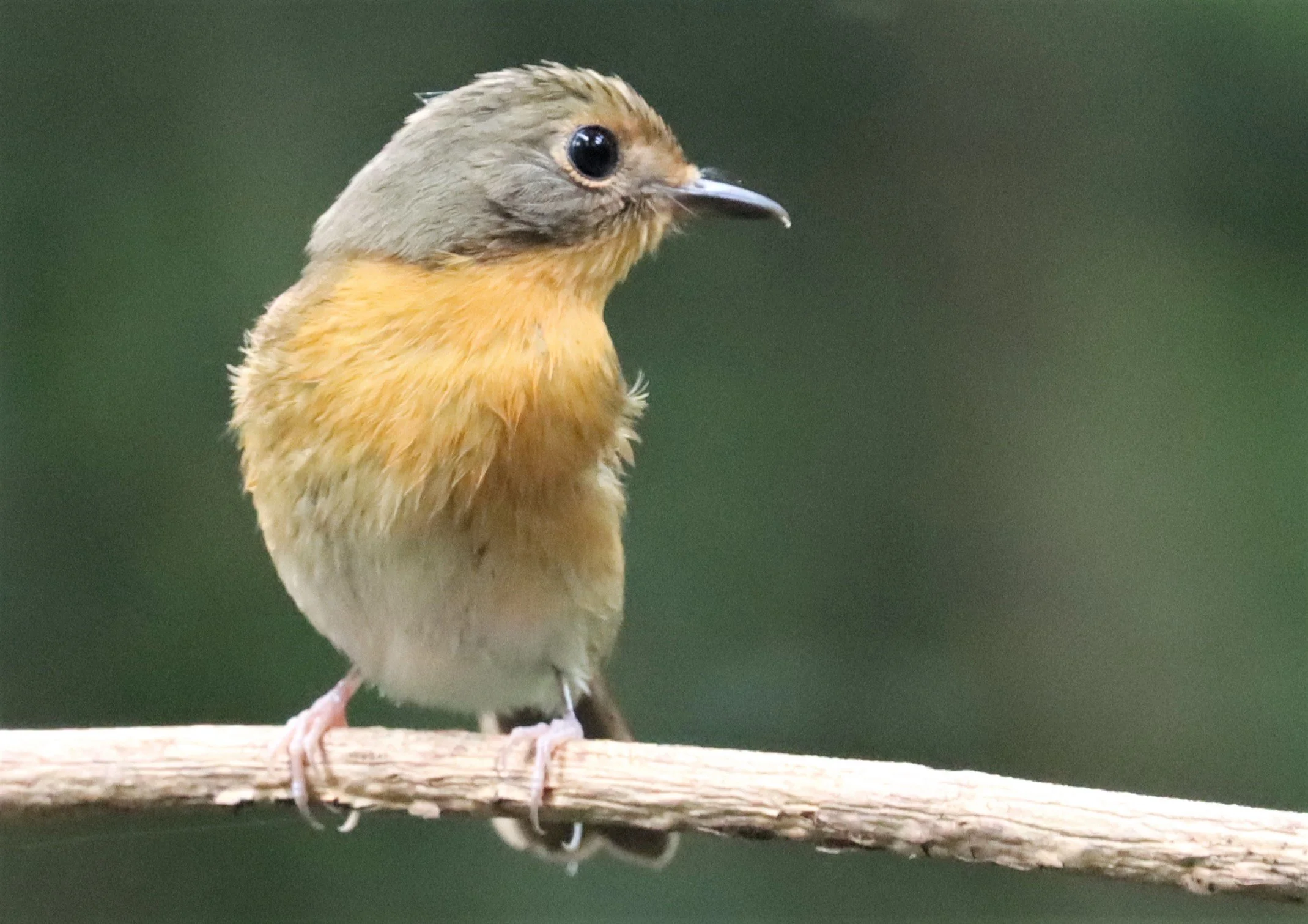 FLYCATCHER - LARGE BLUE FLYCATCHER - Cyornis magnirostris - WAT THAM PRATHUN CHONBURI (51).jpg