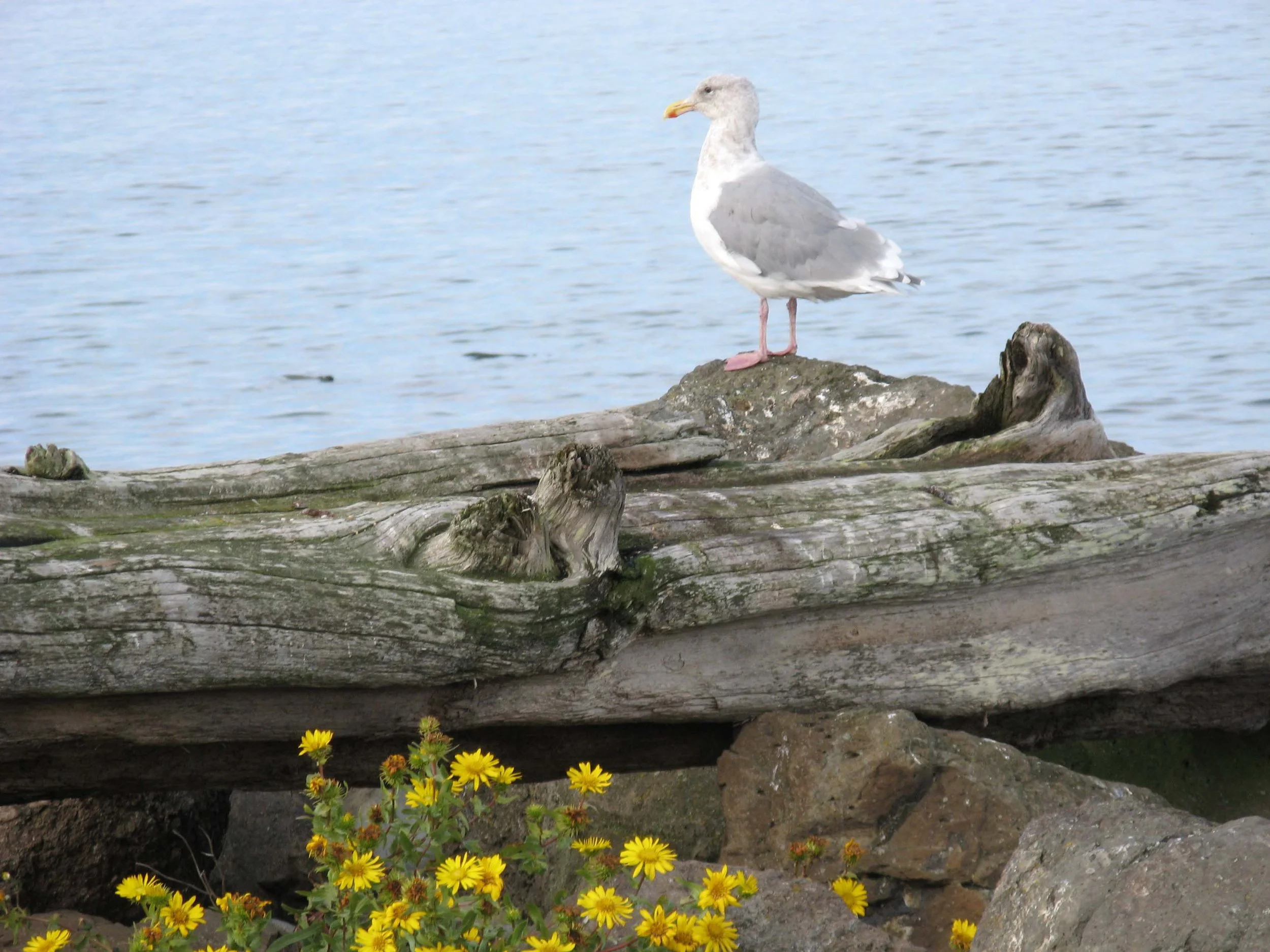 BIRD - GULL - GLAUCOUS WINGED (7).jpg