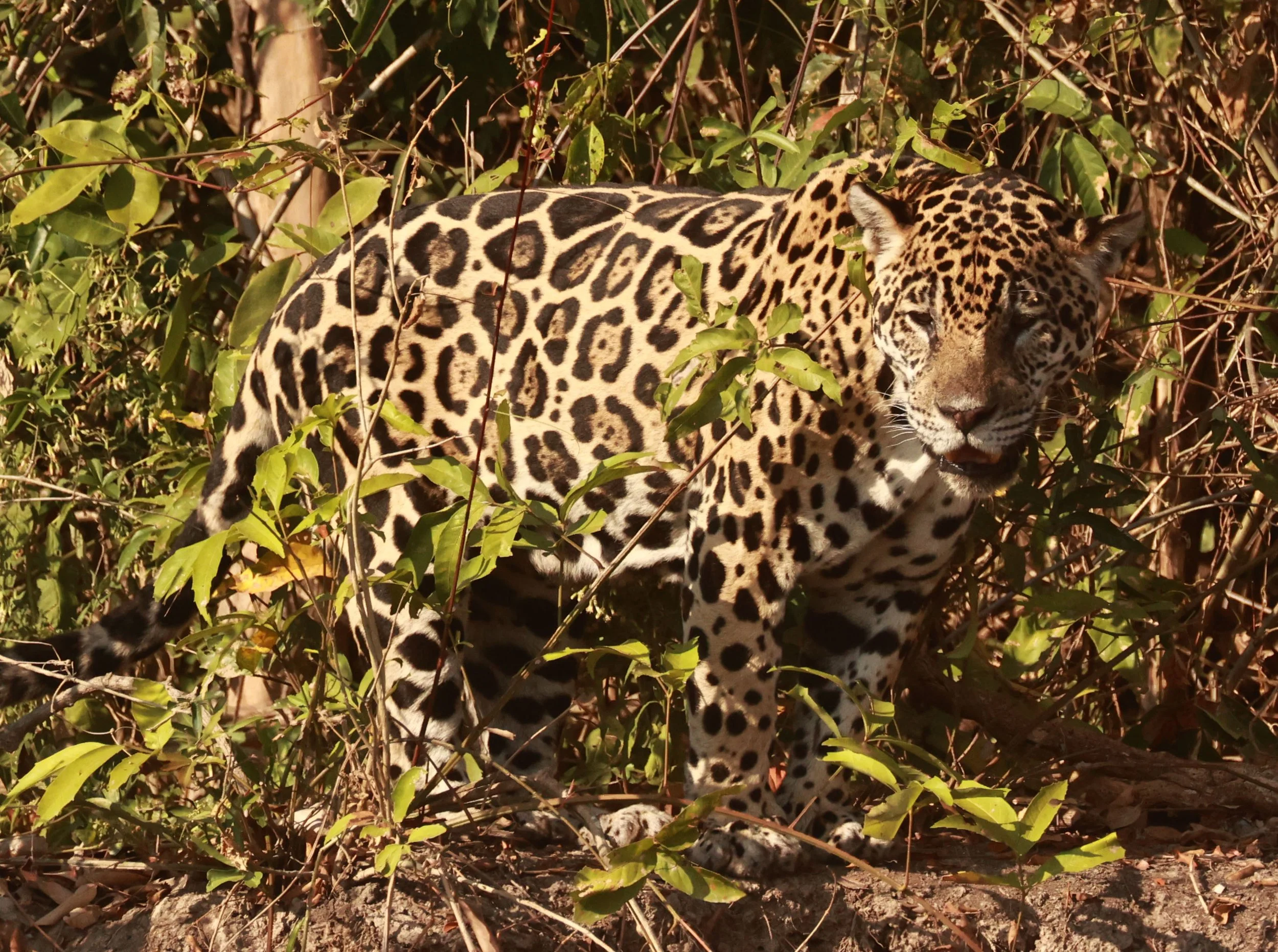 Panthera onca - Jaguar - Pantanal, Encontro das Águas State Park, Porto Jofre, Cuiaba River, Brazil (204).jpg