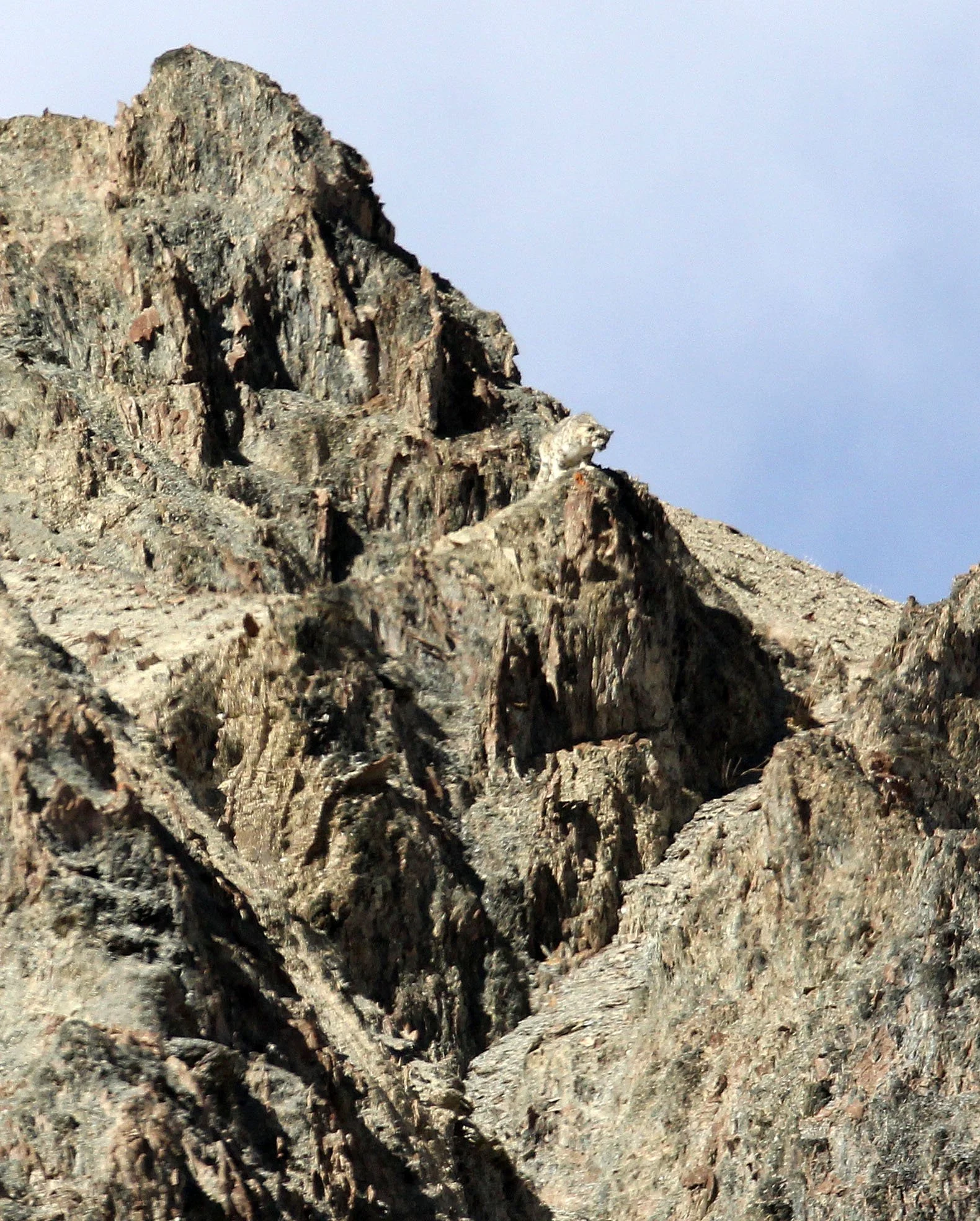Panthera uncia - SNOW LEOPARD - HEMIS NATIONAL PARK - LADAKH INDIA - JAMMU & KASHMIR STATES (96).JPG