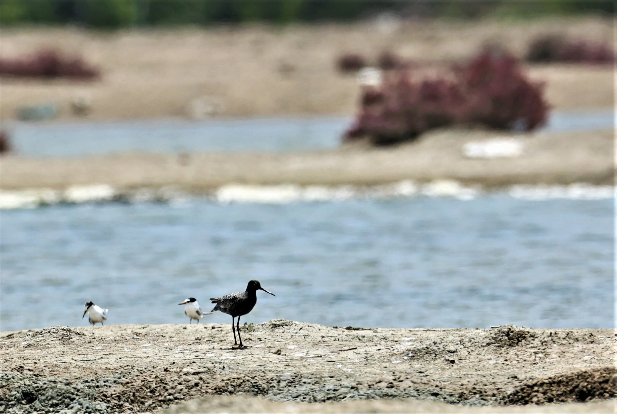 REDSHANK - SPOTTED REDSHANK - Tringa erythropus - CHACHOENGSAO SALT PONDS SALT CAFE MAY 7 2022 (10).jpg